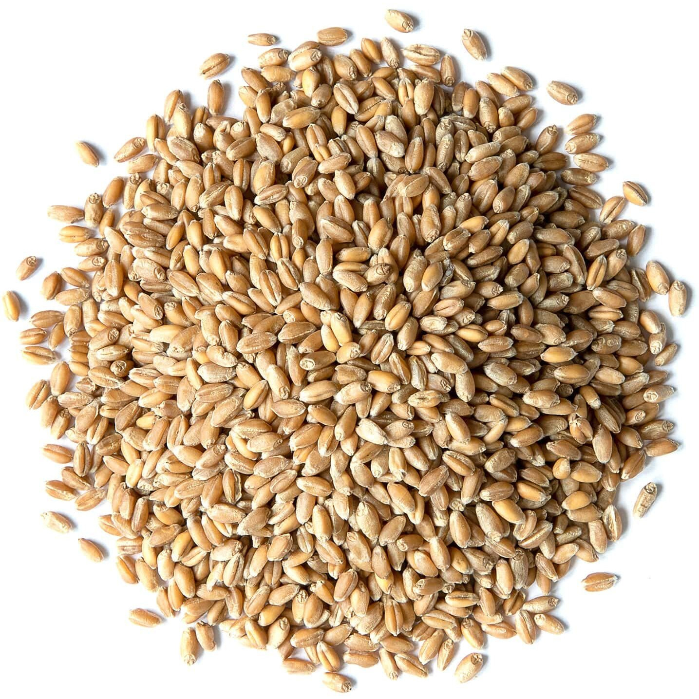 Food To Live Wheat Berries, 2.5 Pounds - Sprouting For Wheatgrass, Kosher, Raw, Vegan, Bulk