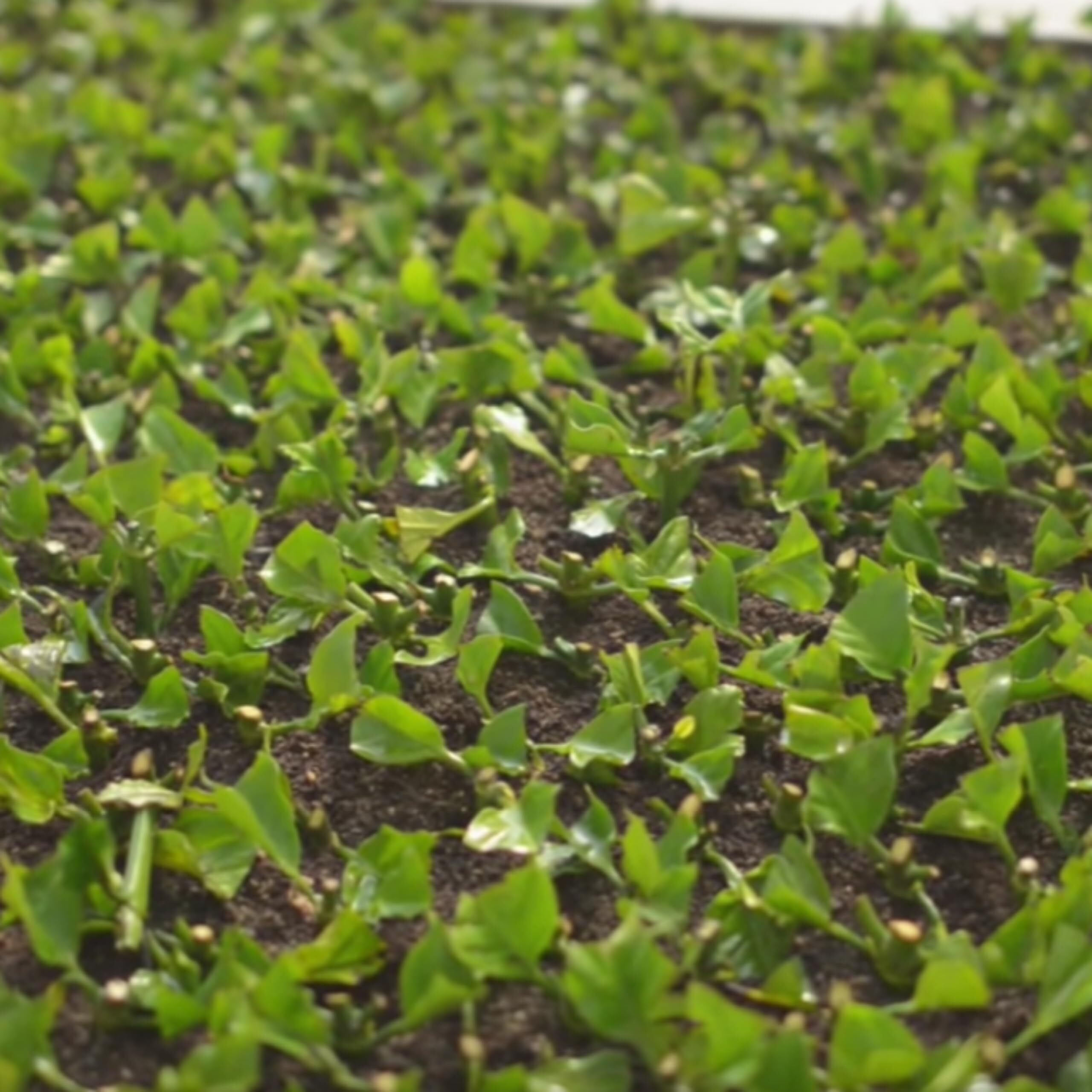 Cafe Crema Medium Roast Ground Coffee From Puerto Rico, 8 Ounce (Pack Of 4)