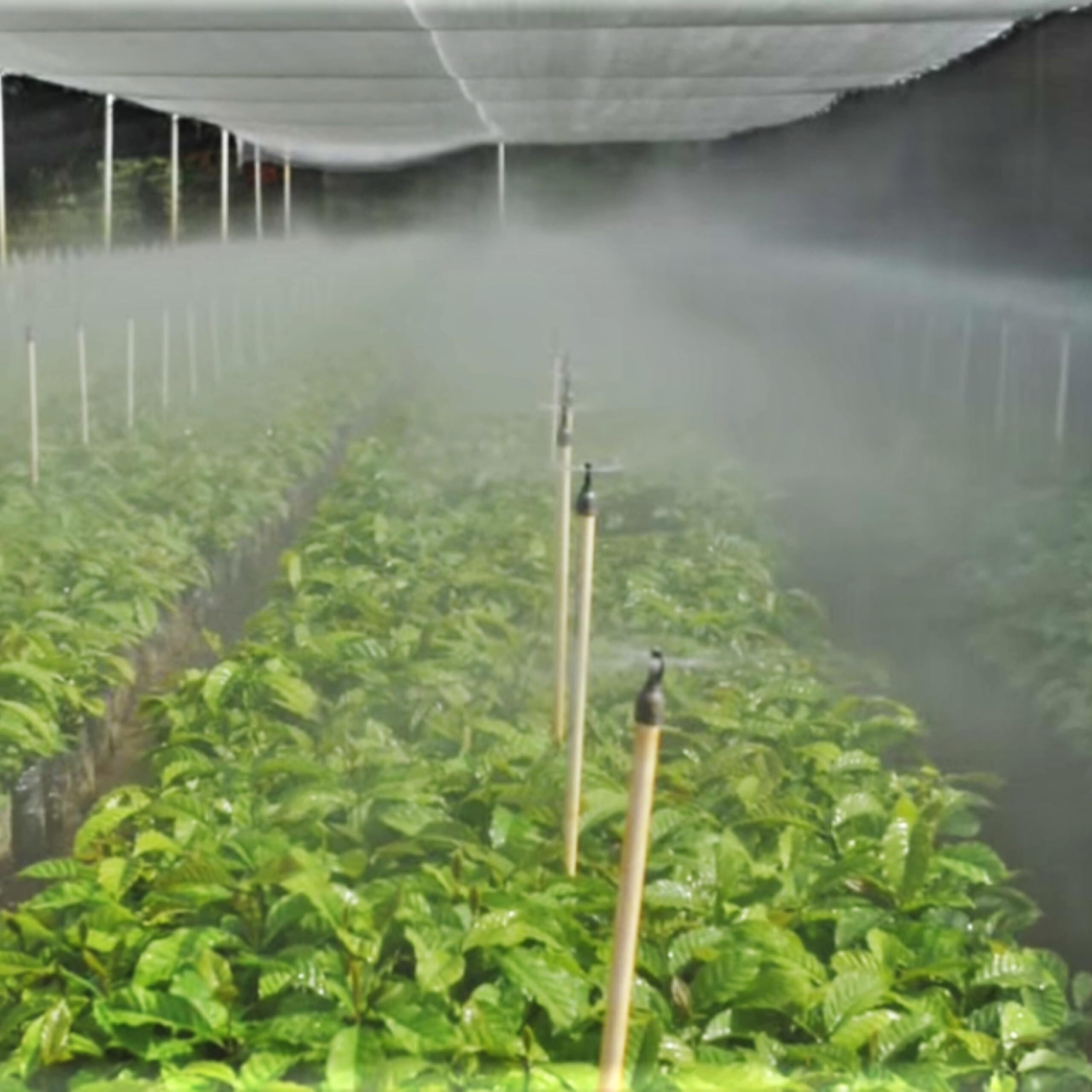 Cafe Crema Medium Roast Ground Coffee From Puerto Rico, 8 Ounce (Pack Of 4)