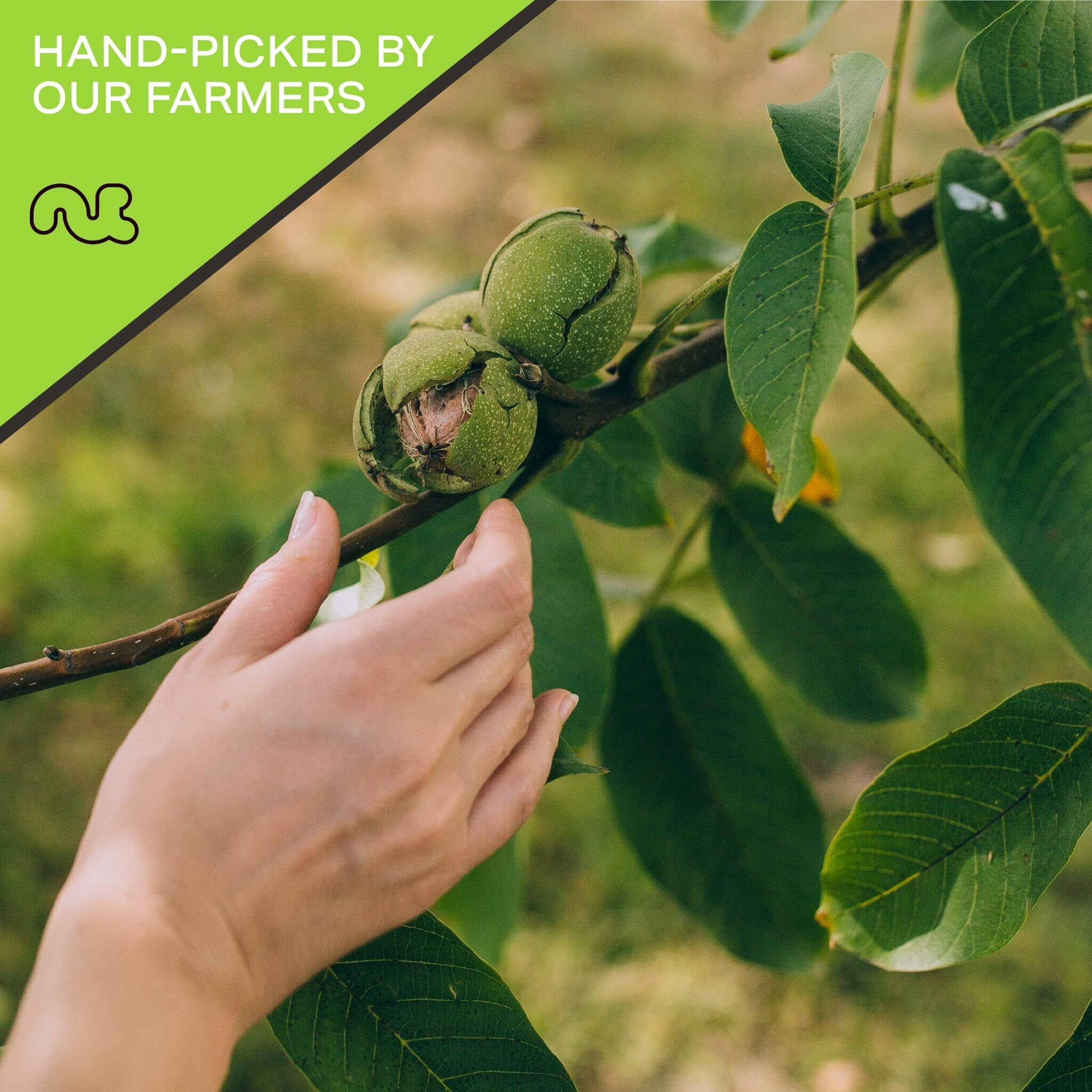 Nut Cravings - Raw Walnuts In Shell, Whole, (80Oz - 5 Lb) Packed Fresh In Resealable Bag - Nut Snack - Healthy Protein Food, All Natural, Keto, Vegan, Kosher Ideal For Trail Mixed Nuts