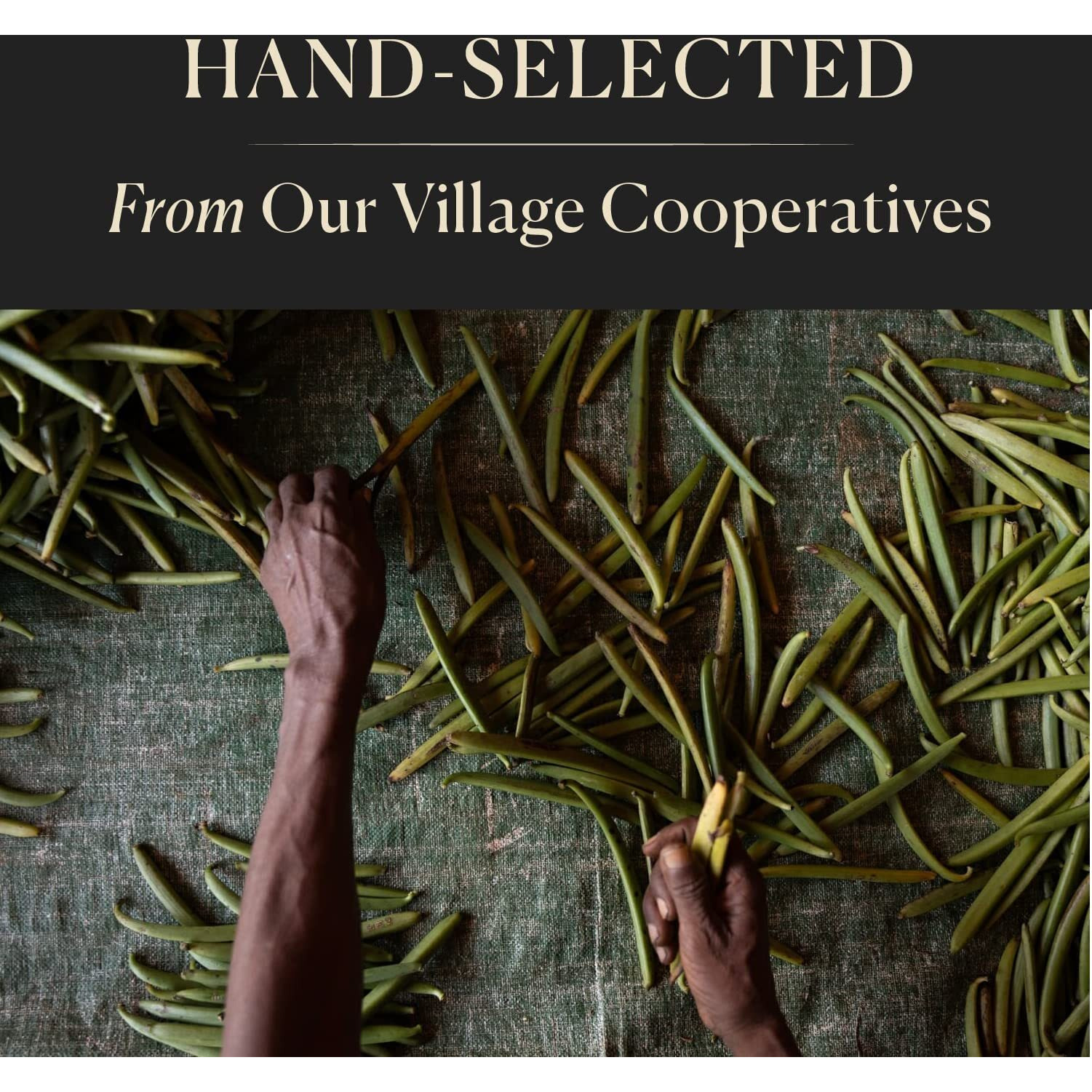 50 Organic Madagascar Whole Vanilla Beans, Grade A Vanilla Pods, Premium Vanilla Beans For Making Extract & Baking - Cooks