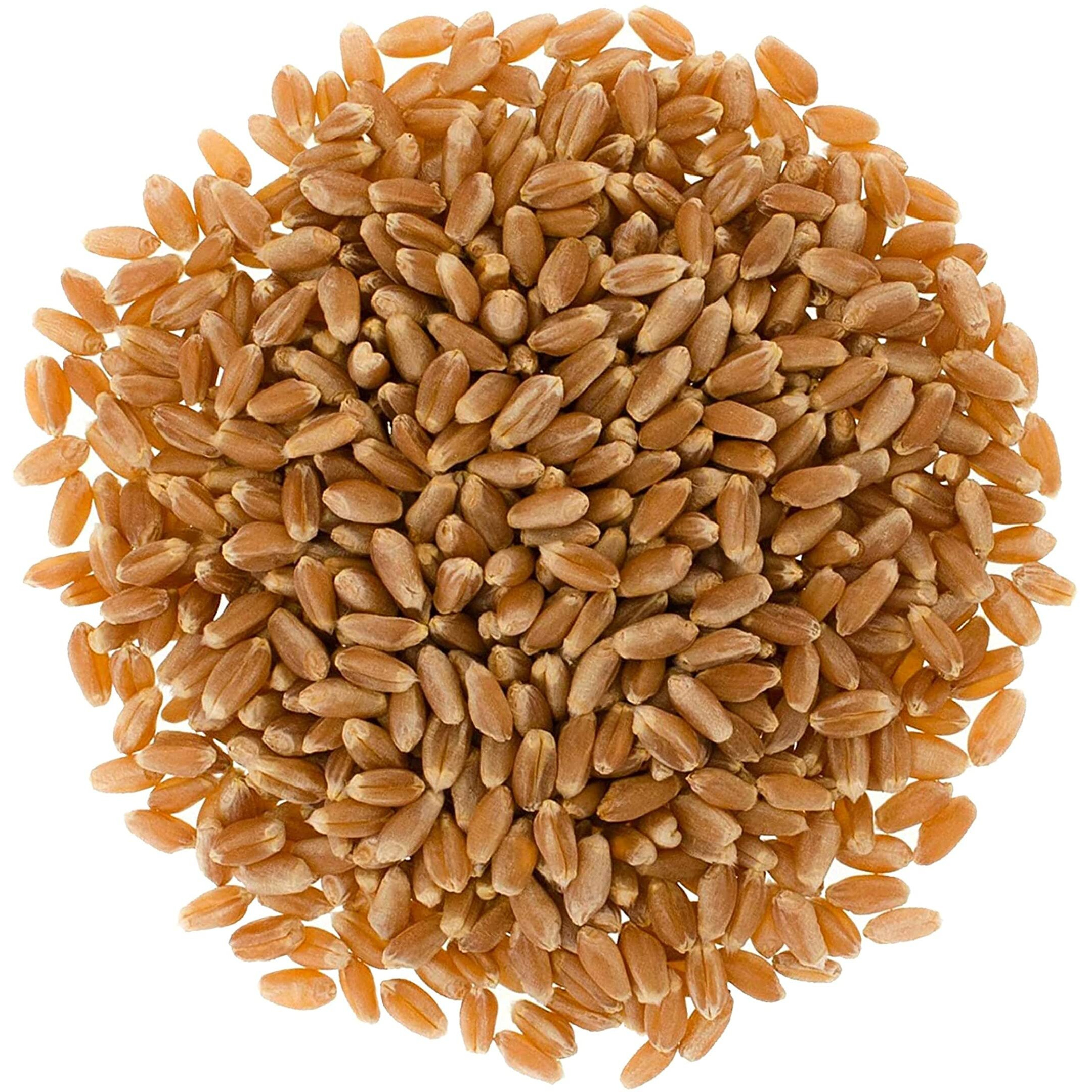 Mader Family Grown Hard Red Spring Wheat Berries Palouse Brand, Non-Gmo, Kosher, Bulk