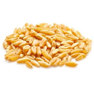 Yupik Organic Kamut Grains, 2.2 Lb, Non-Gmo, Vegan, Kosher, Raw Whole Grains, Khorasan Wheat, Nutty Flavor, Source Of Fiber & Iron, Ideal For Cooking & Sprouting