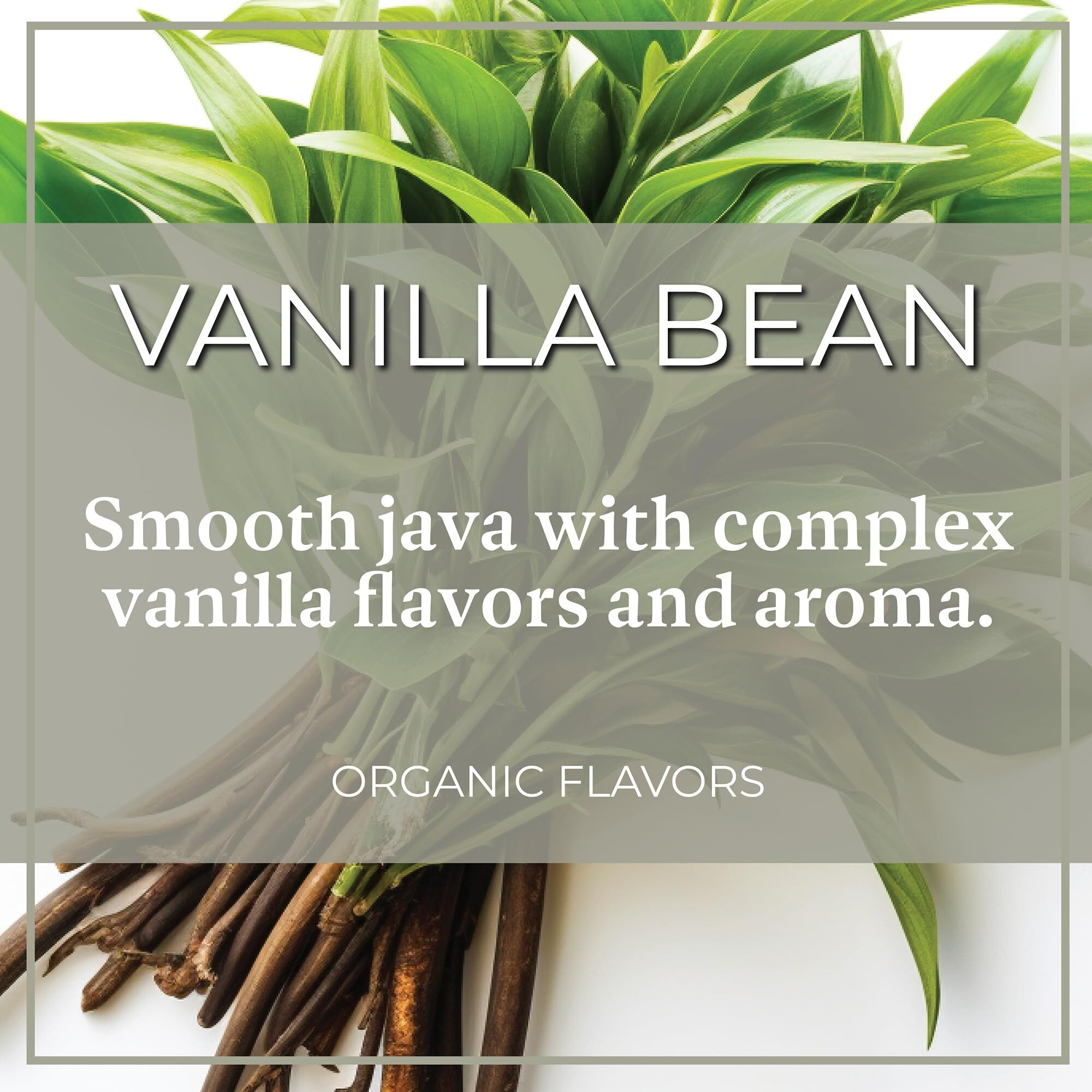 The Bean Organic Coffee Company Vanilla Bean, Medium Roast, Ground Coffee, 16-Ounce Bag, Caf   Molido Tostado Org  Nico