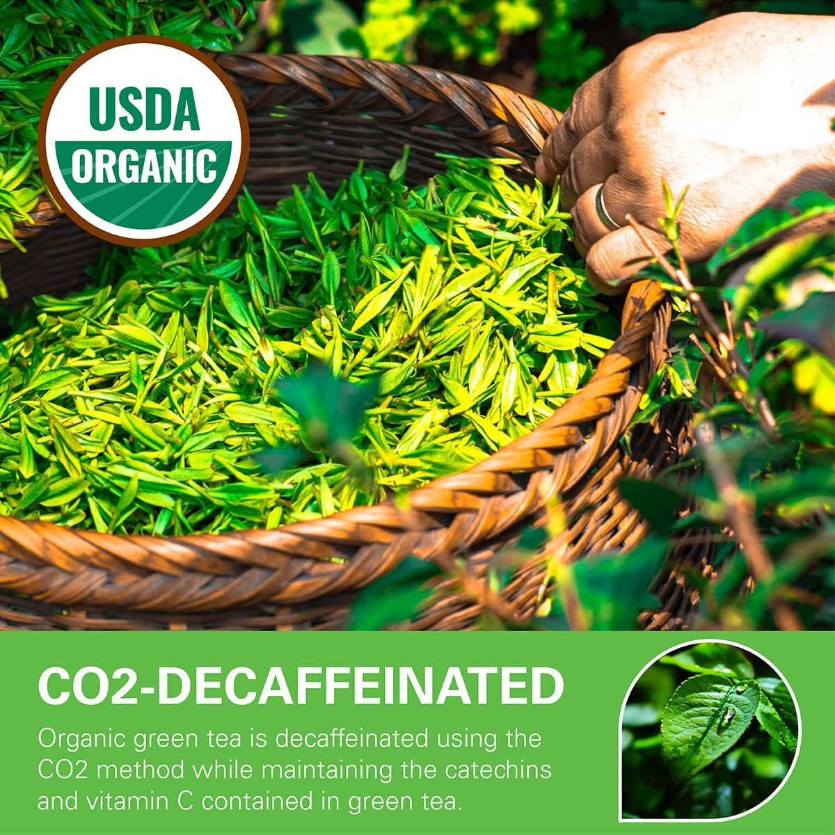 Wt Weetee Organic Decaf Green Tea Bags, Usda Organic Green Tea 100 Count | Co2-Decaffeinated | Super Antioxidant | Resealable Kraft Bag