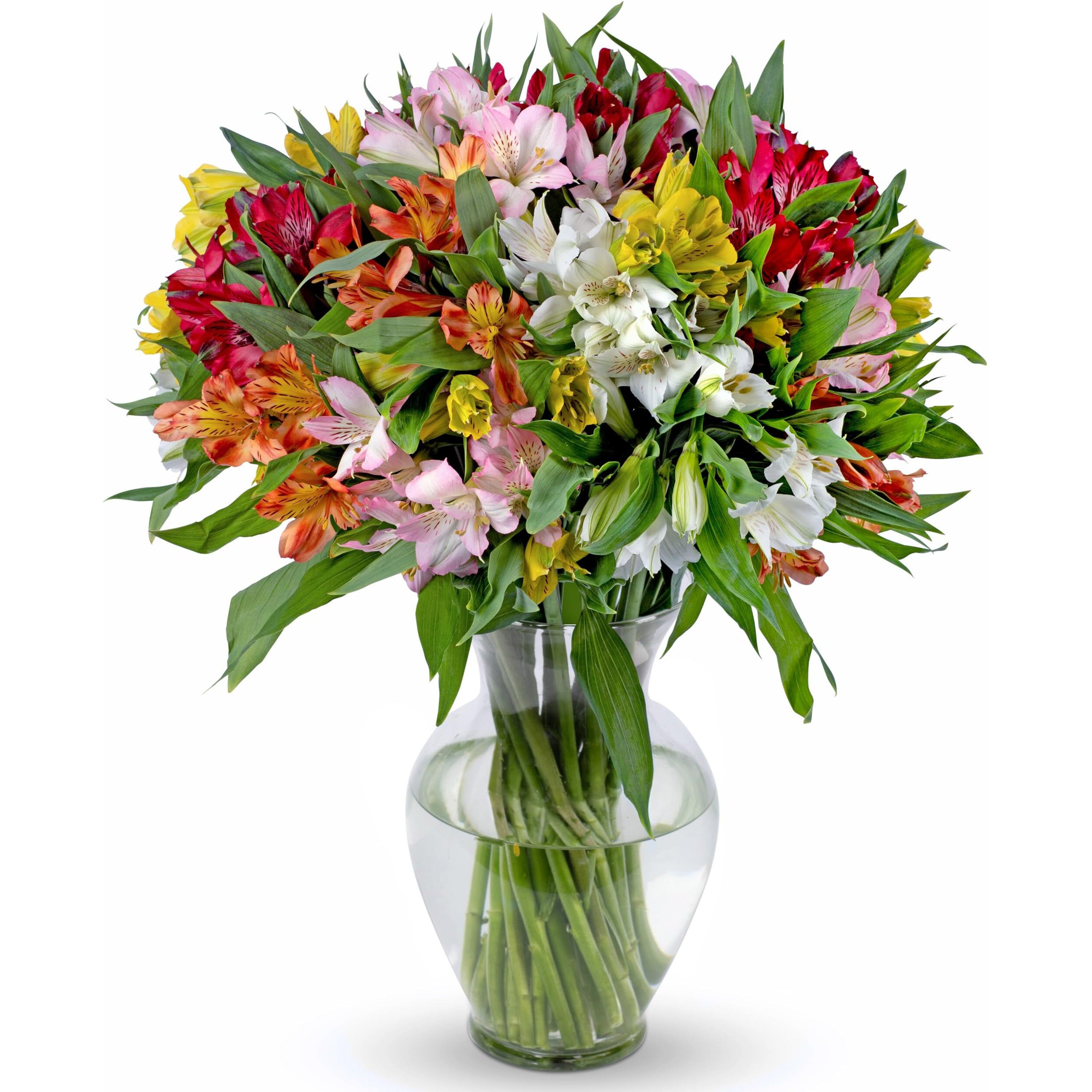 Benchmark Bouquets, 25 Stem Peruvian Lilies, Glass Vase Included, Gift Fresh Flowers For Birthday, Anniversary, Get Well, Sympathy, Congratulations, Thank You, Just Because