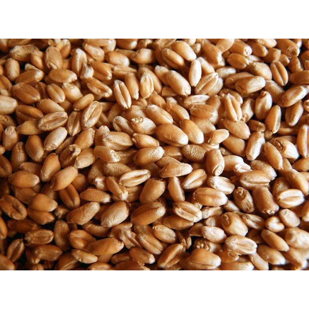 Organic Wheatgrass Seed - Certified Organic Hard Red Wheat By Powergrow (5 Pound)