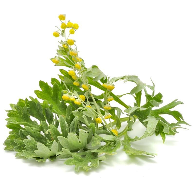 Biokoma Pure And Organic Wormwood Dried Herb 50G (1.76Oz) In Resealable Moisture Proof Pouch, Usda Certified Organic - Herbal Tea, No Additives, No Preservatives, No Gmo, Kosher