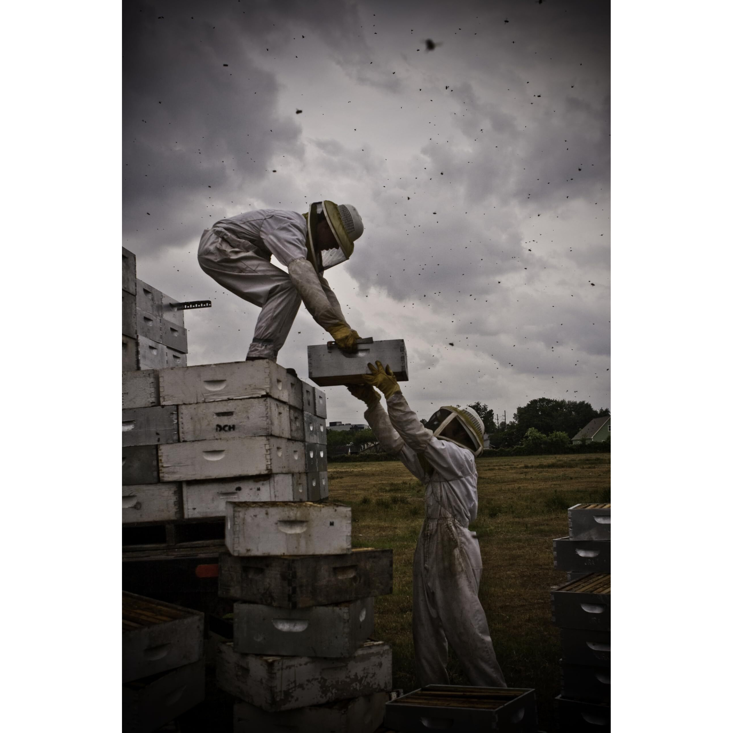 Desert Creek, Raw Bee Pollen, Natural Premium And Pure Superfood, 8 Ounce