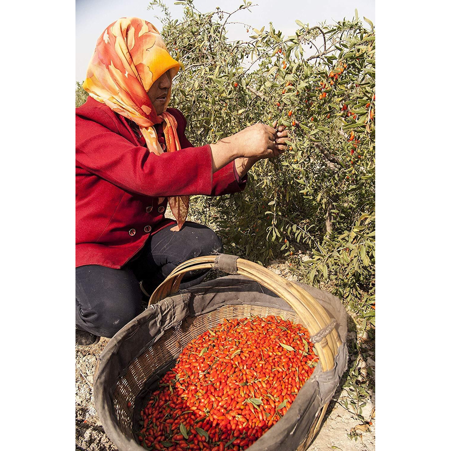 Wholeberry Organic Wolfberry Gouqi Goji Berries 32Oz| Raw, Vegan, Gluten Free Super Food High In Plant Based Protein, Dietary Fiber, Vitamin A & Iron | Large