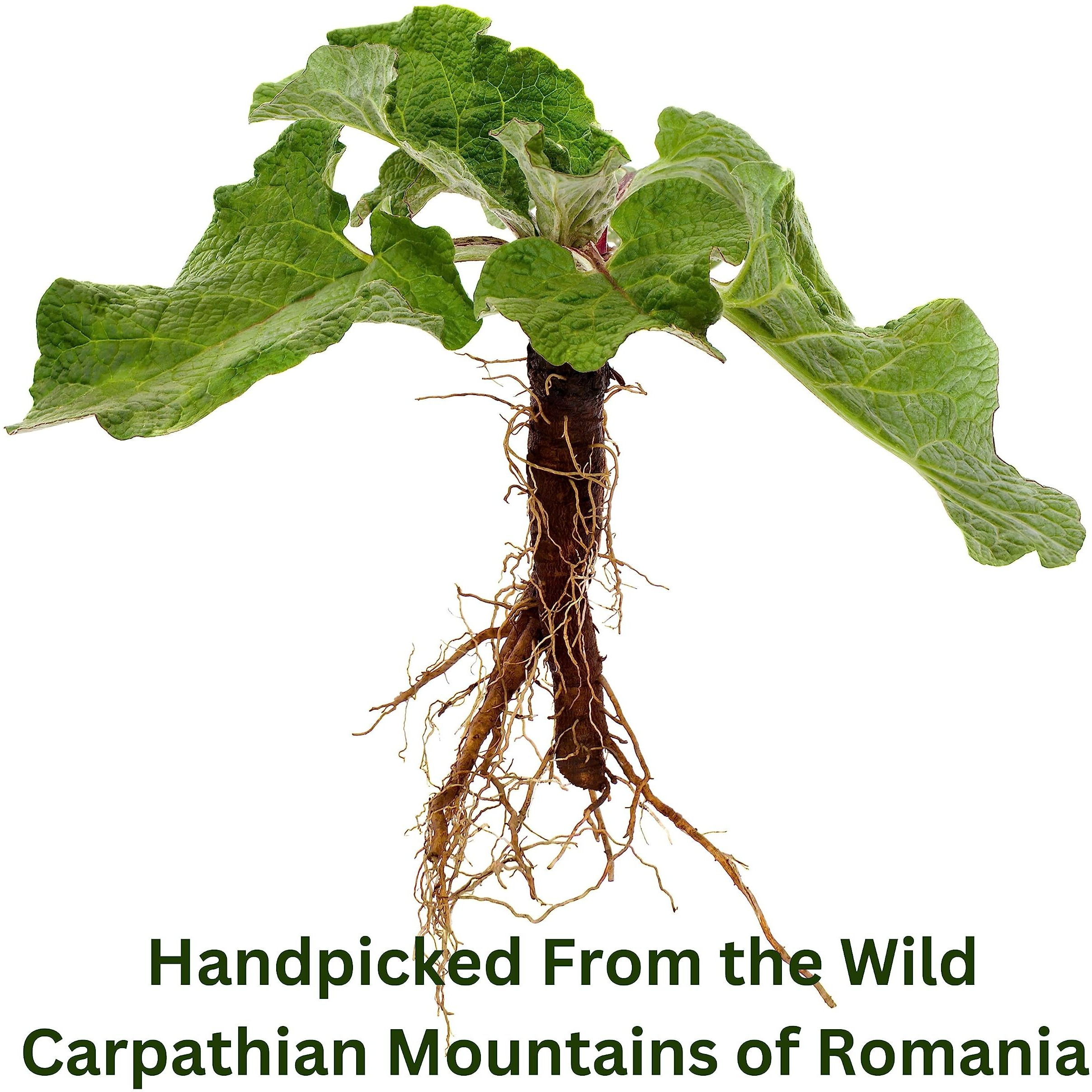 Organic Wild Burdock Root Tea - Caffeine Free Herbal Detox Support - Pharmacopoeia Quality - 25 Plant Based Tea Bags