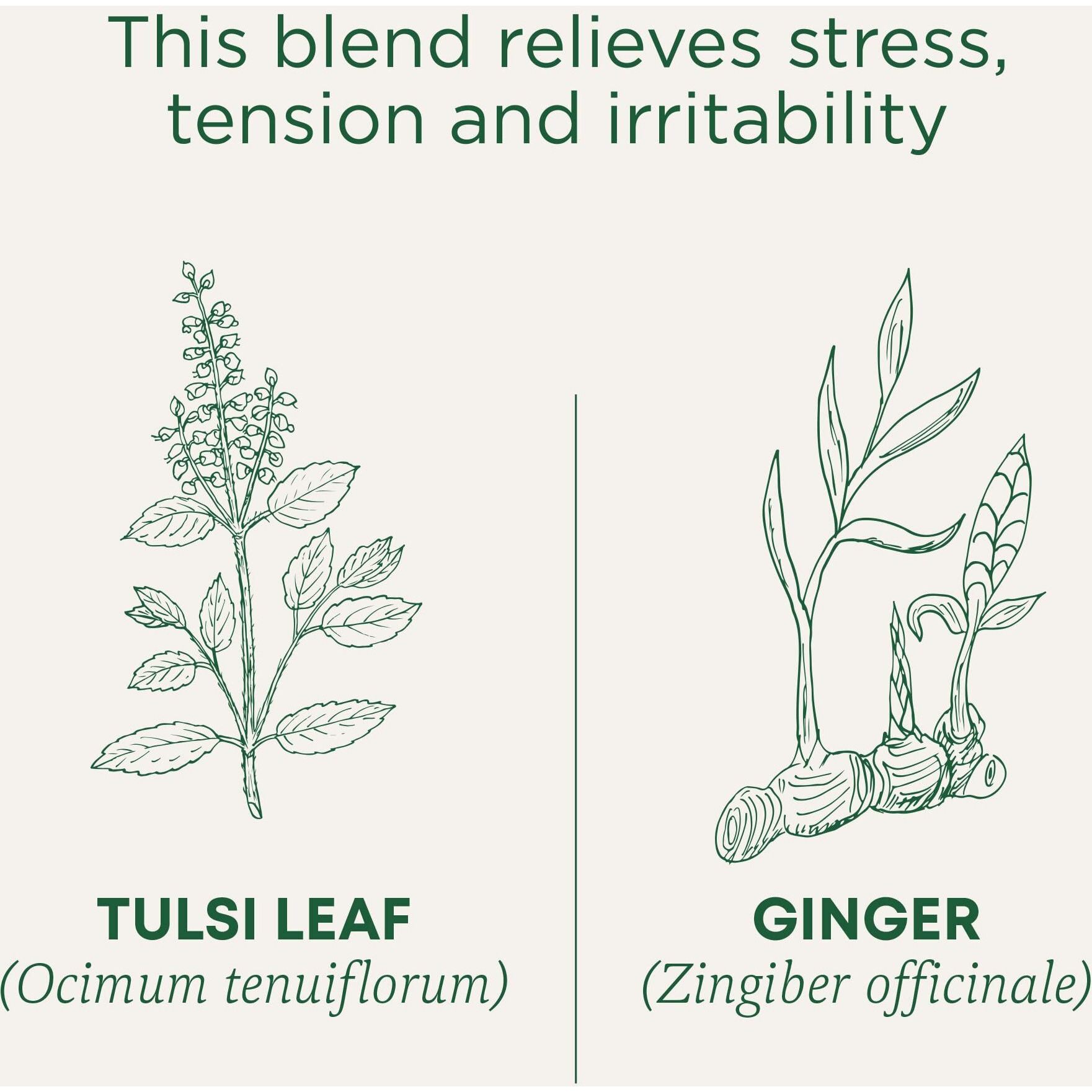 Traditional Medicinals Organic Tulsi With Ginger Herbal Leaf Tea, 16 Count(Pack Of 6)