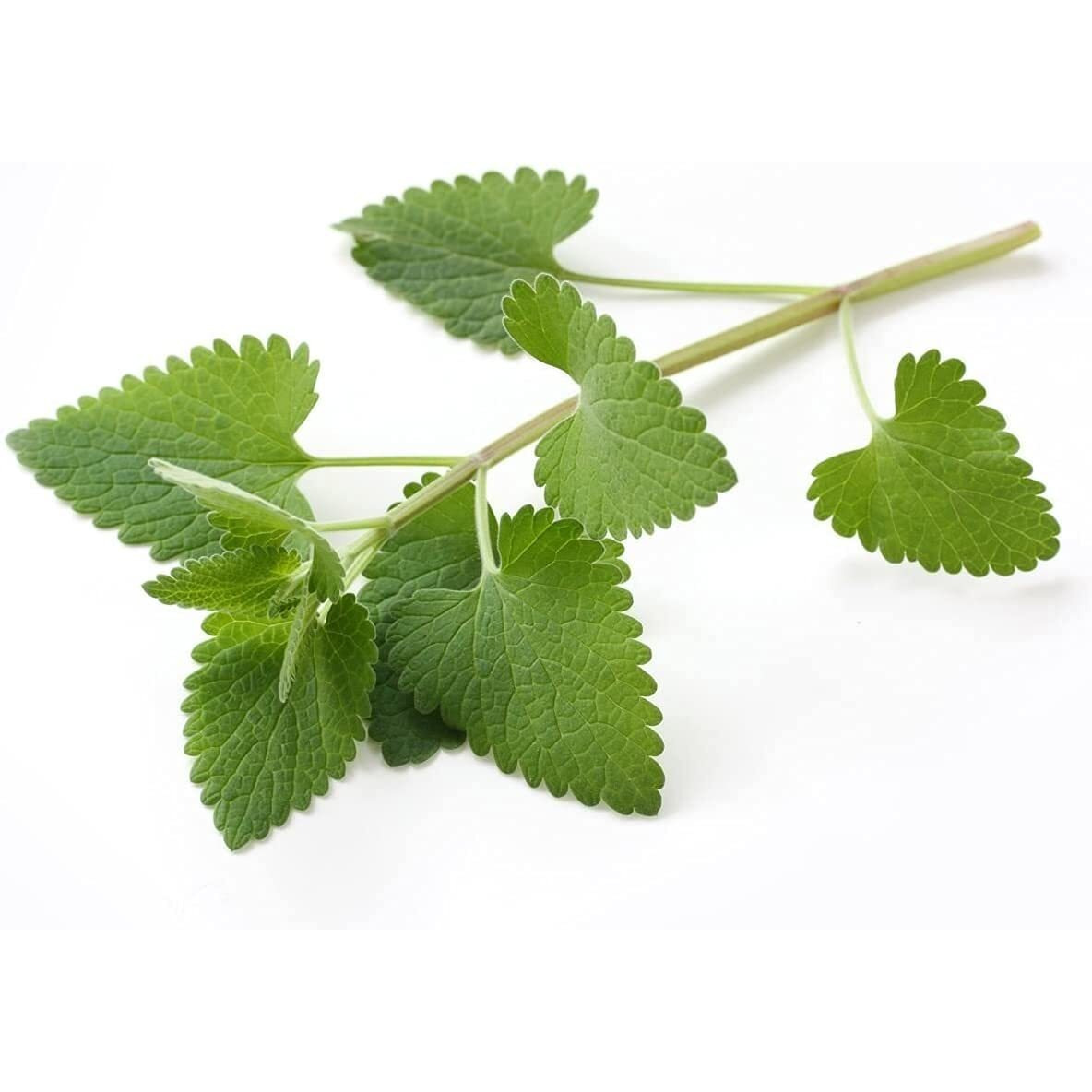 Catnip - Dried Nepeta Cataria Loose Leaf/Buds By Nature Tea (4 Oz)