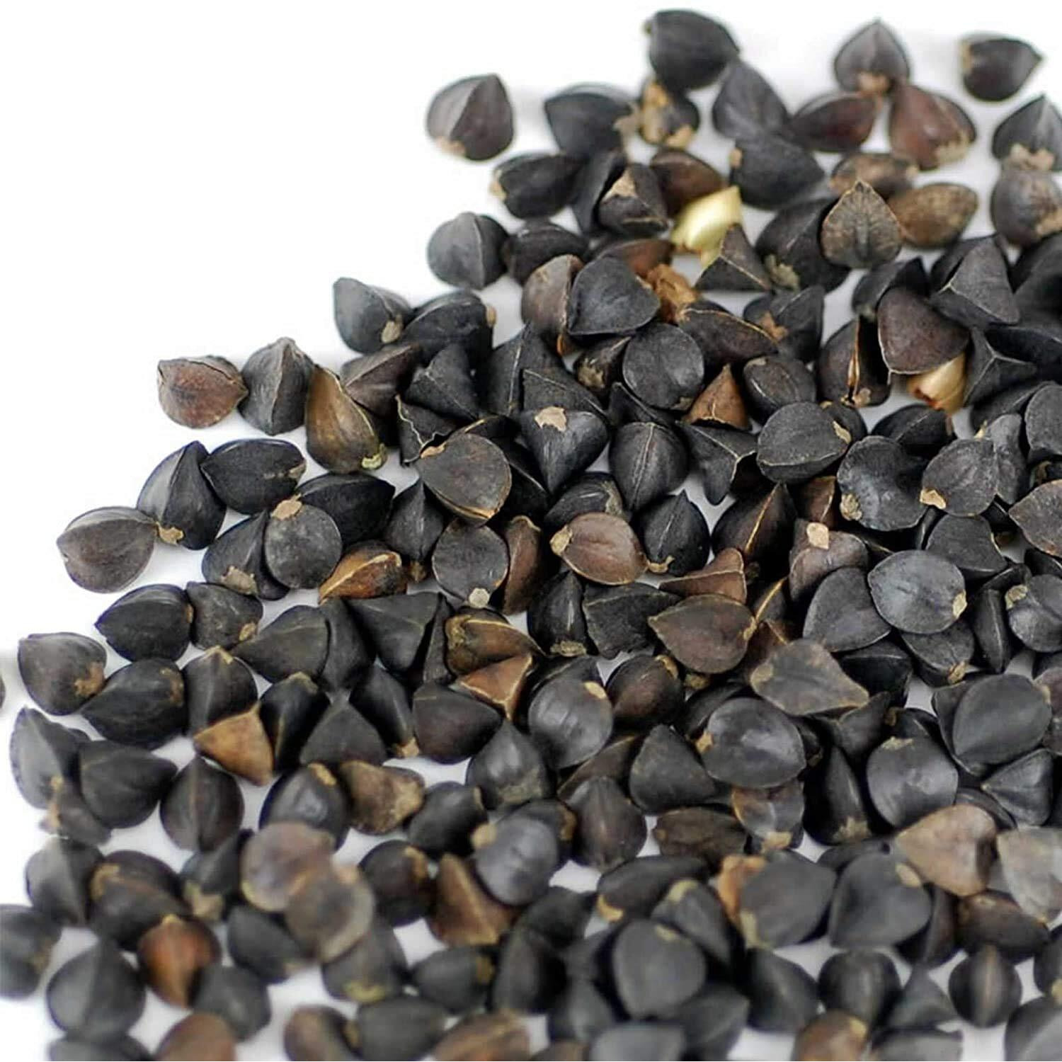Bulk Organic Buckwheat Sprouting Seed - 1 Lb - Unhulled - Organic - Gardening, Growing Salad Greens, Sprouts & Food Storage - Buck Wheat Sprout