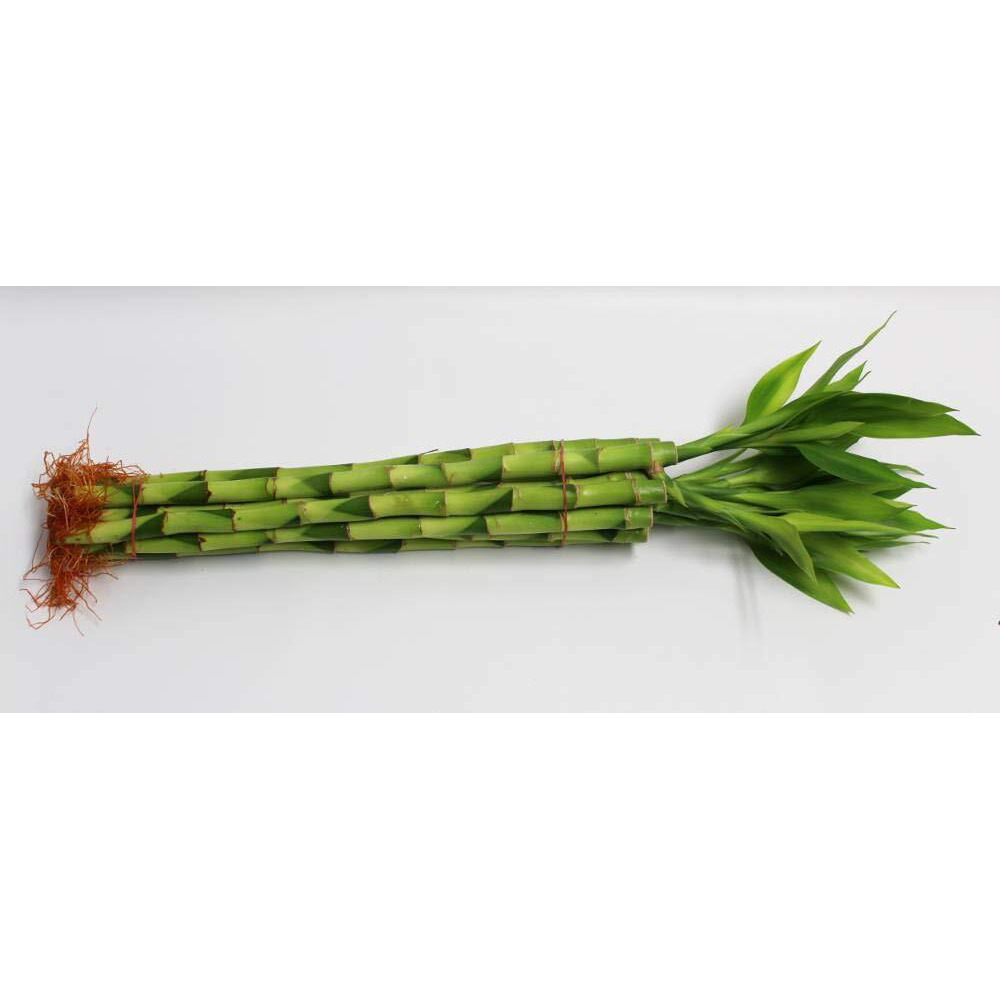 Lucky Bamboo Stalks With Shoots, 14""