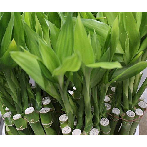 Athena's Garden Lucky Bamboo Stalks With Shoots, 16"", Green, B-Ss16