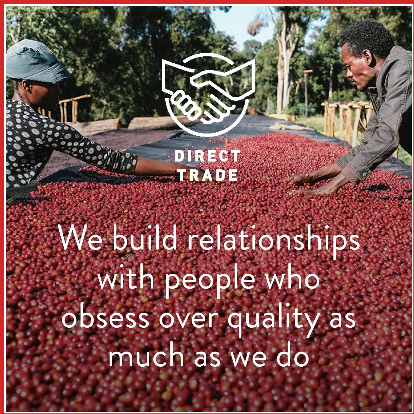 Intelligentsia Coffee, Light Roast Whole Bean Coffee - Organic El Gallo 11 Ounce Bag With Flavor Notes Of Milk Chocolate, Honey And Cola