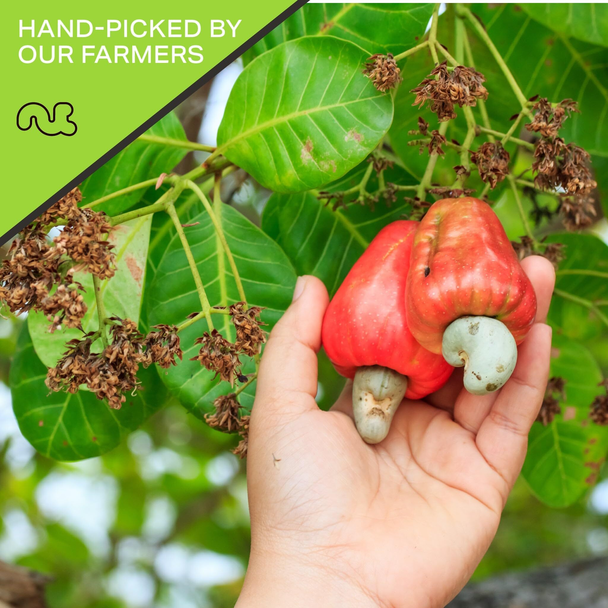 Nut Cravings - Raw Whole Cashews, Unsalted, Shelled, (32Oz - 2 Lb) Bulk Nuts Packed Fresh In Resealable Bag - Kosher Healthy Snack, Natural Keto Vegan - Ideal For Trail Mixed Nuts