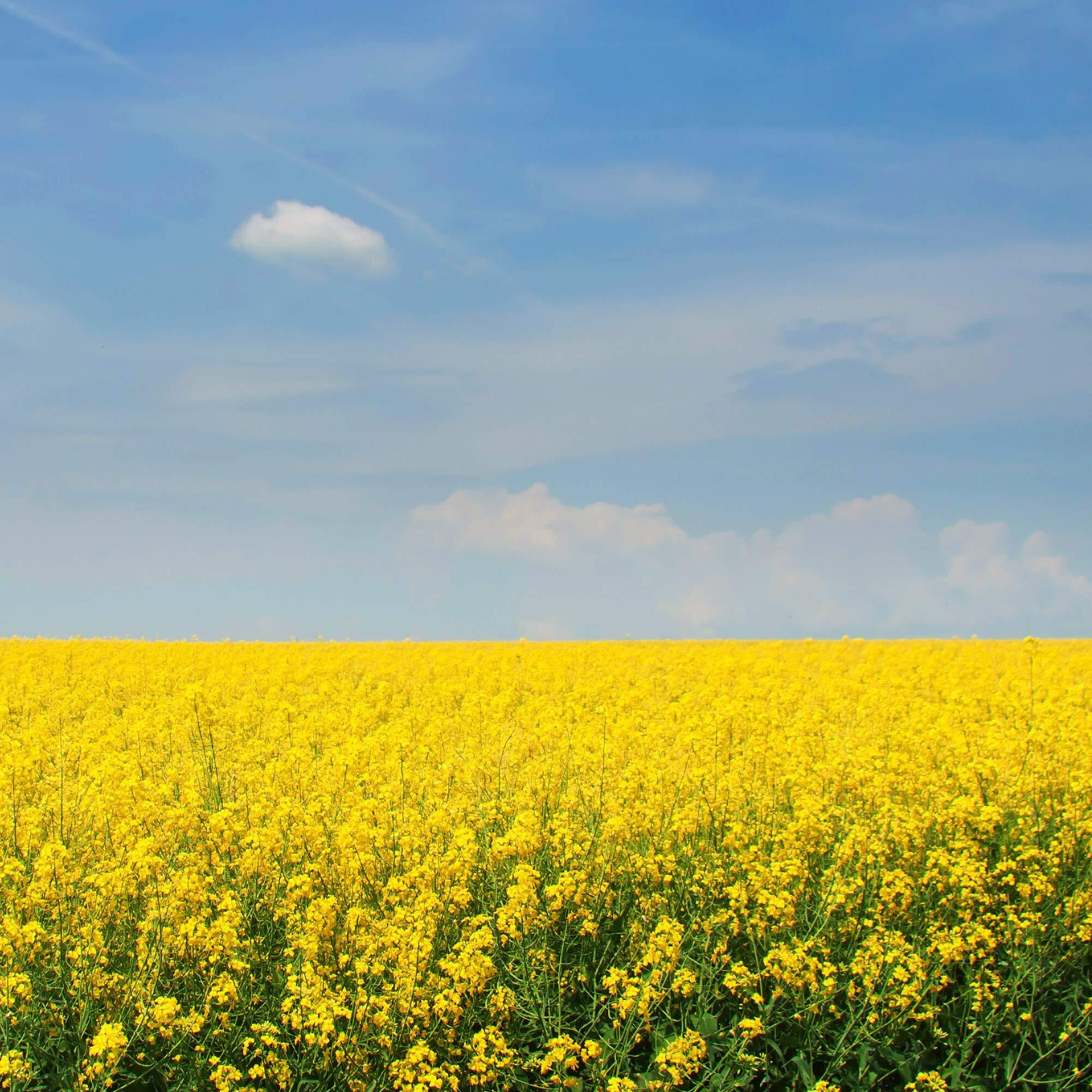 Outsidepride 10000 Seeds Annual Yellow Mustard Herb Garden Seed For Microgreens, Sprouts, & Cooking