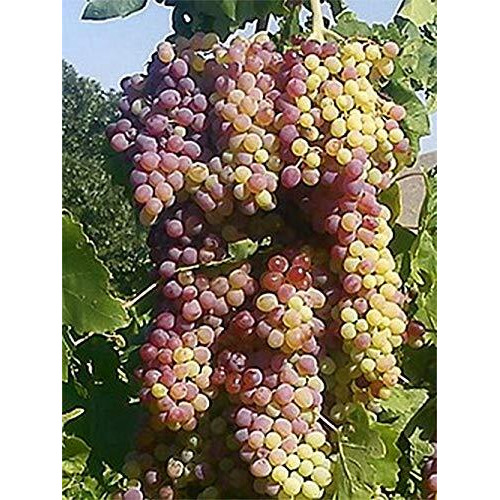 Organic Flame Raisins Seedless No Added Sugar, Non Gmo, Vegan, Pesticide Free Unsulfured Vegan Bulk Us Grown, By Baltoro Foods (30Lb)