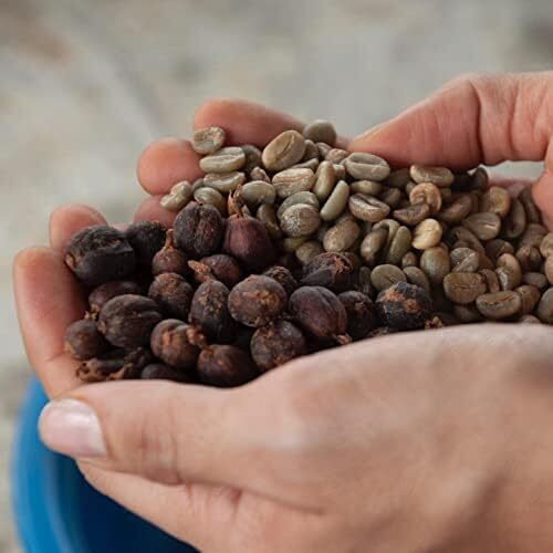 Cafe Quindio Gourmet Whole Bean Coffee, 100% Colombian Excelso Coffee (16 Oz / 454G)