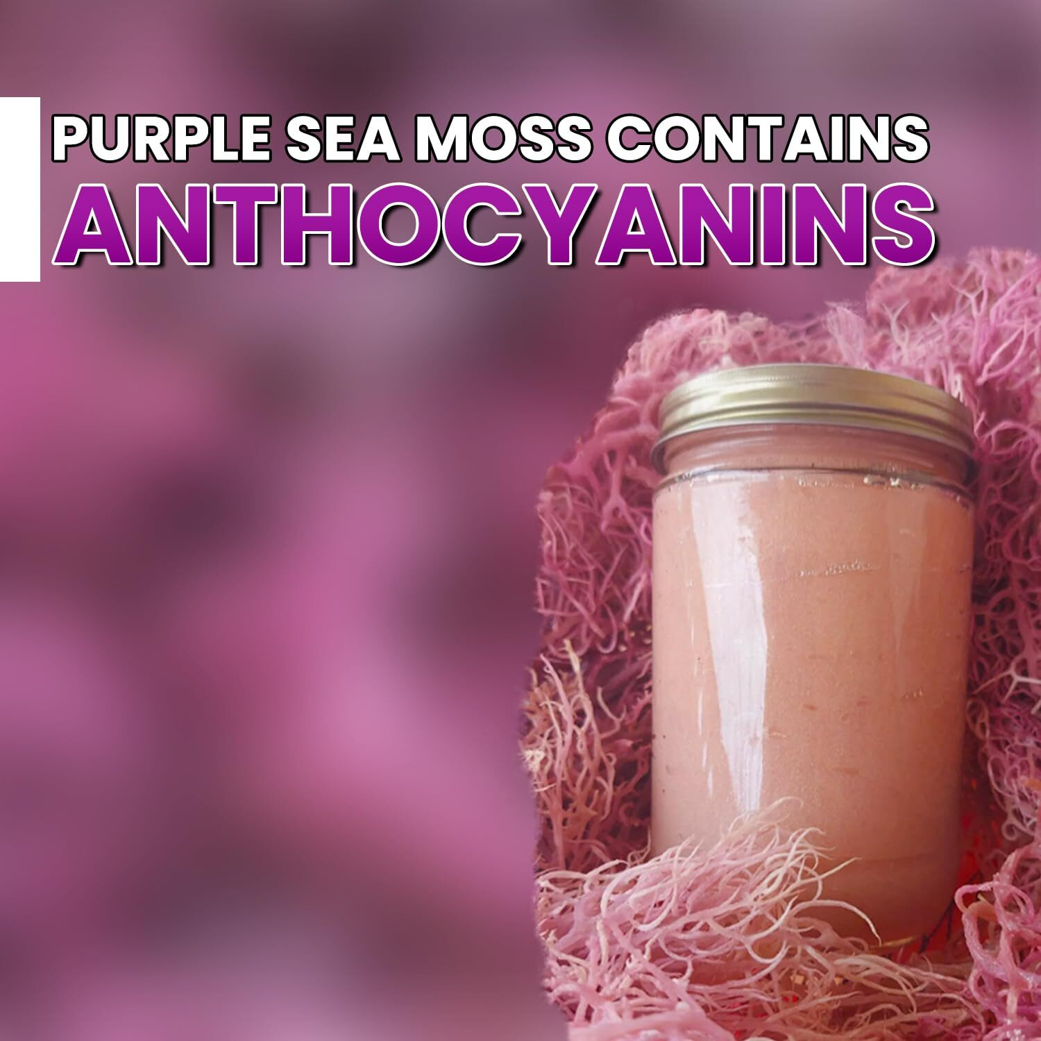 Buie Holistic Herbs Purple Irish Sea Moss, Pure Wildcrafted, Nutrient-Rich, Dr. Sebi Inspired - Makes 120+ Oz Gel | Pure & Natural Raw Purple Irish Sun - Dried Sea Moss For Health & Wellness / 8 Oz