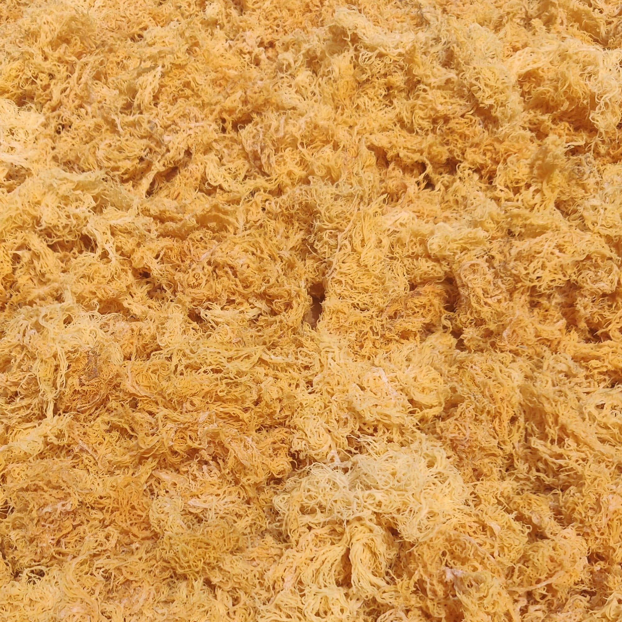 Wildcrafted Sea Moss | Gold - Purple - Green - Mixed | 100% Natural Irish Moss From St.Lucia | Mineral-Rich Superfood | 8Oz Sun-Dried Moss | No Preservatives No Chemicals