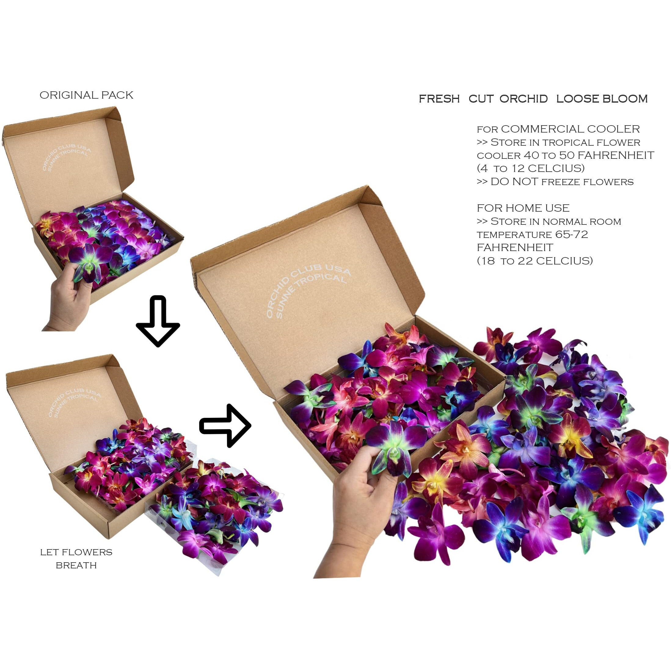 Miami Fresh Orchid Flower Orchidclub Usa Sunne Tropical Loose Bloom Head Diy Lei Food Drink Decoration (100 Rainbow)