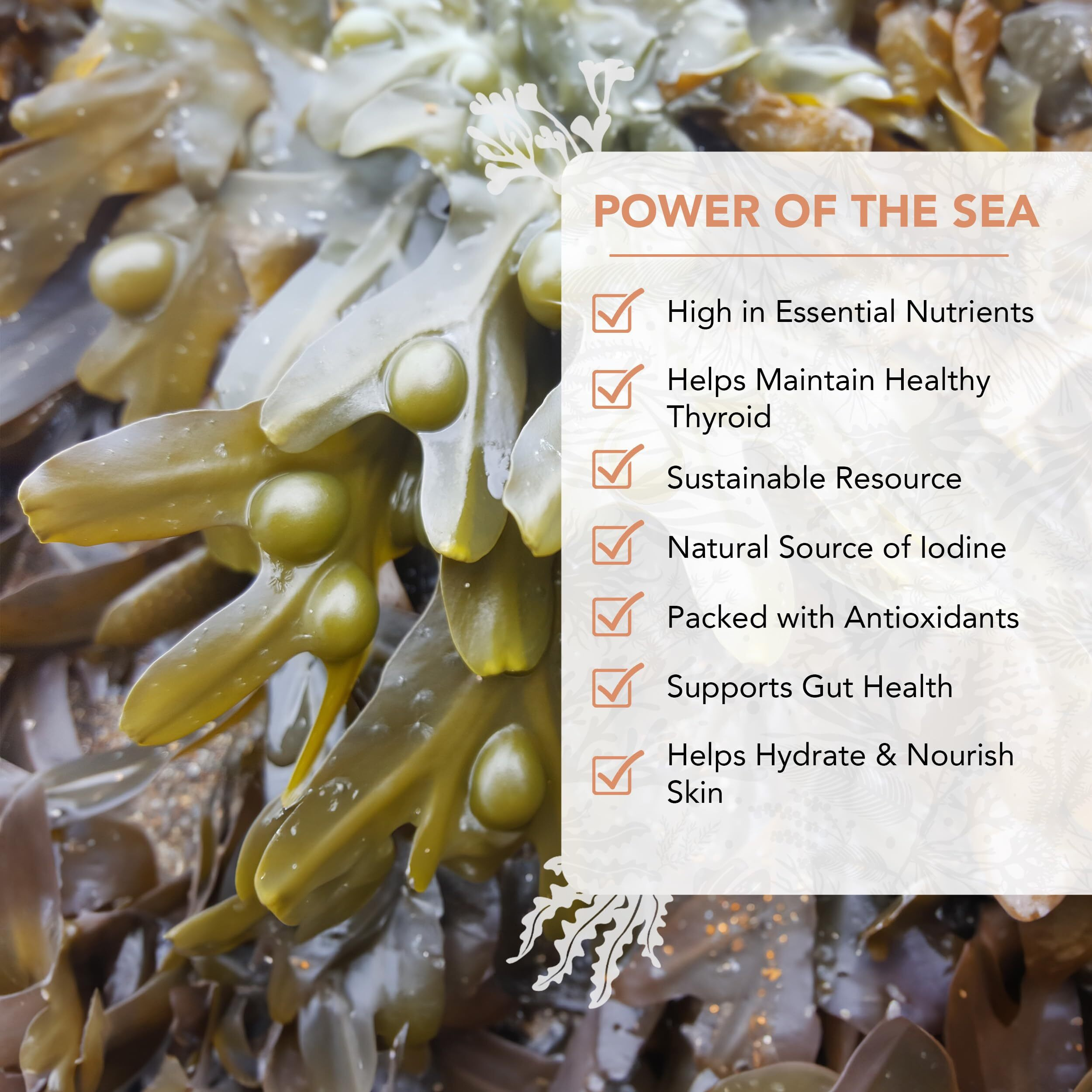 Vitaminsea Bladderwrack Dried Seaweed | Wild North Atlantic Seaweed For Snacking, Seasoning, Soups & Salads | Rich In Vitamins, Minerals & Antioxidants Perfect For Thyroid Support | Whole Leaf (4 Oz)