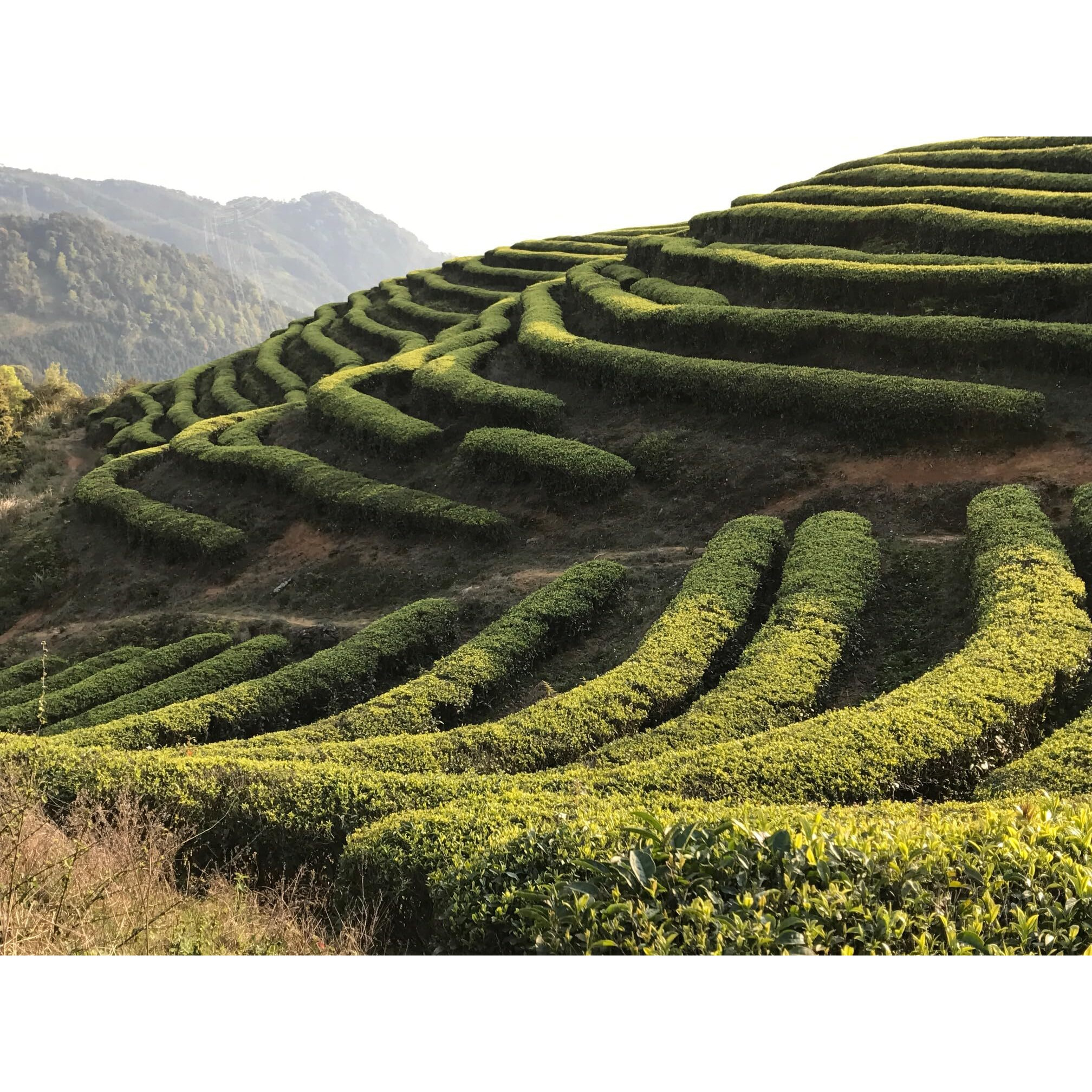 Silk Road Teas, Organic White Peony Tea, Organic White Tea, Soft & Sweet Aroma, Delicate Melon Taste, 15 Non-Gmo Biodegradable White Tea Bags