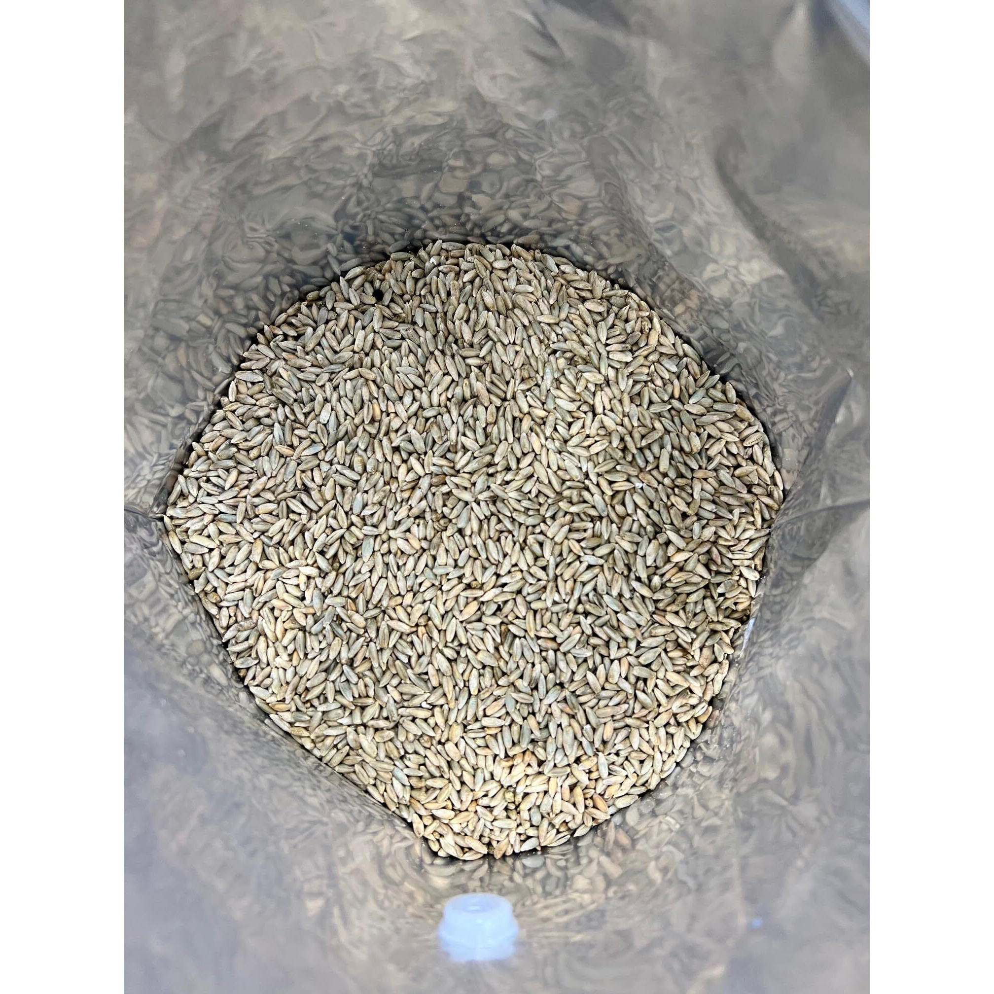 Rye Berries For Mushroom Spawn - Organic, Triple Washed Rye Grain To Make Mushroom Grainspawn By Mycology Basics - 5 Lbs