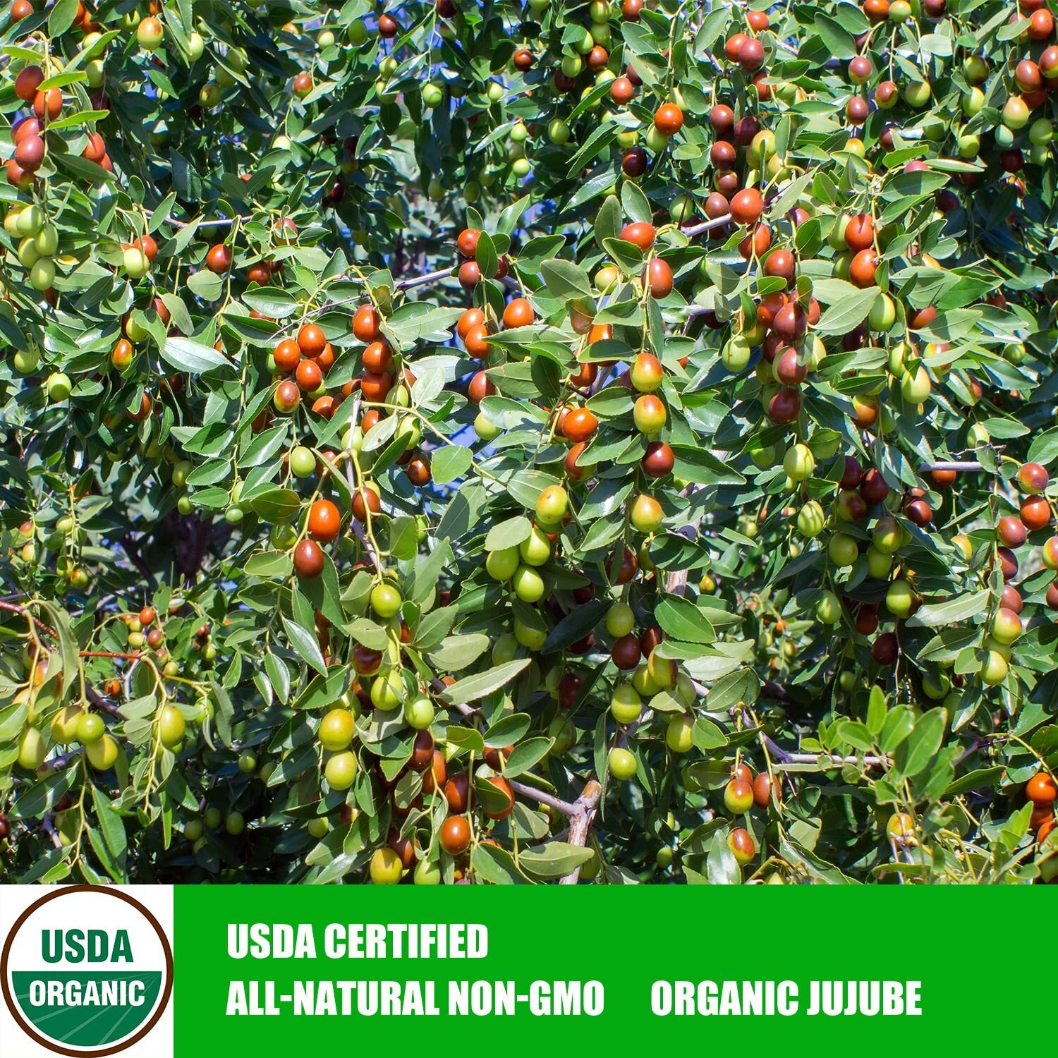 Jujube Date,Chinese Red Jujube Dates,Dried Red Date Jujubes 18 Oz Organic Jujube All-Natural Non-Gmo Red Dates 500G Healthy Dried Fruit