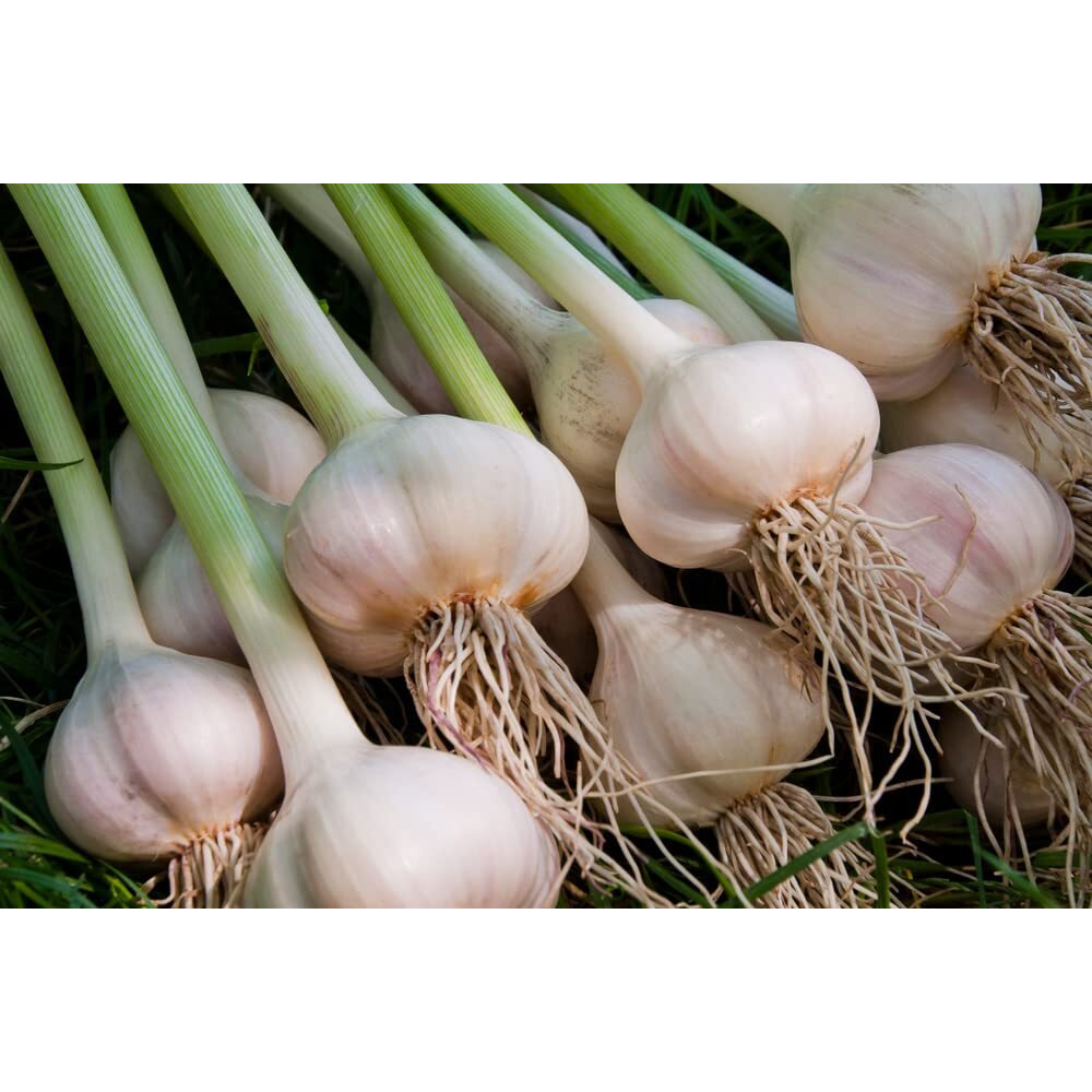 Fresh Garlic Cloves For Planting - Easy To Grow Your Own Food (5 Cloves)