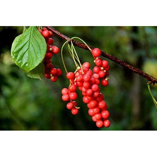 Schisandra Berry - "&quotNew Crop"" Schisandra Chinensis Dried Loose Berry From 100% Nature (4 Oz)
