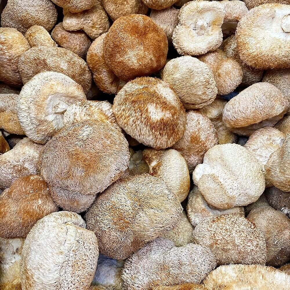 Premium Dried Lion's Mane Mushroom (8Oz)