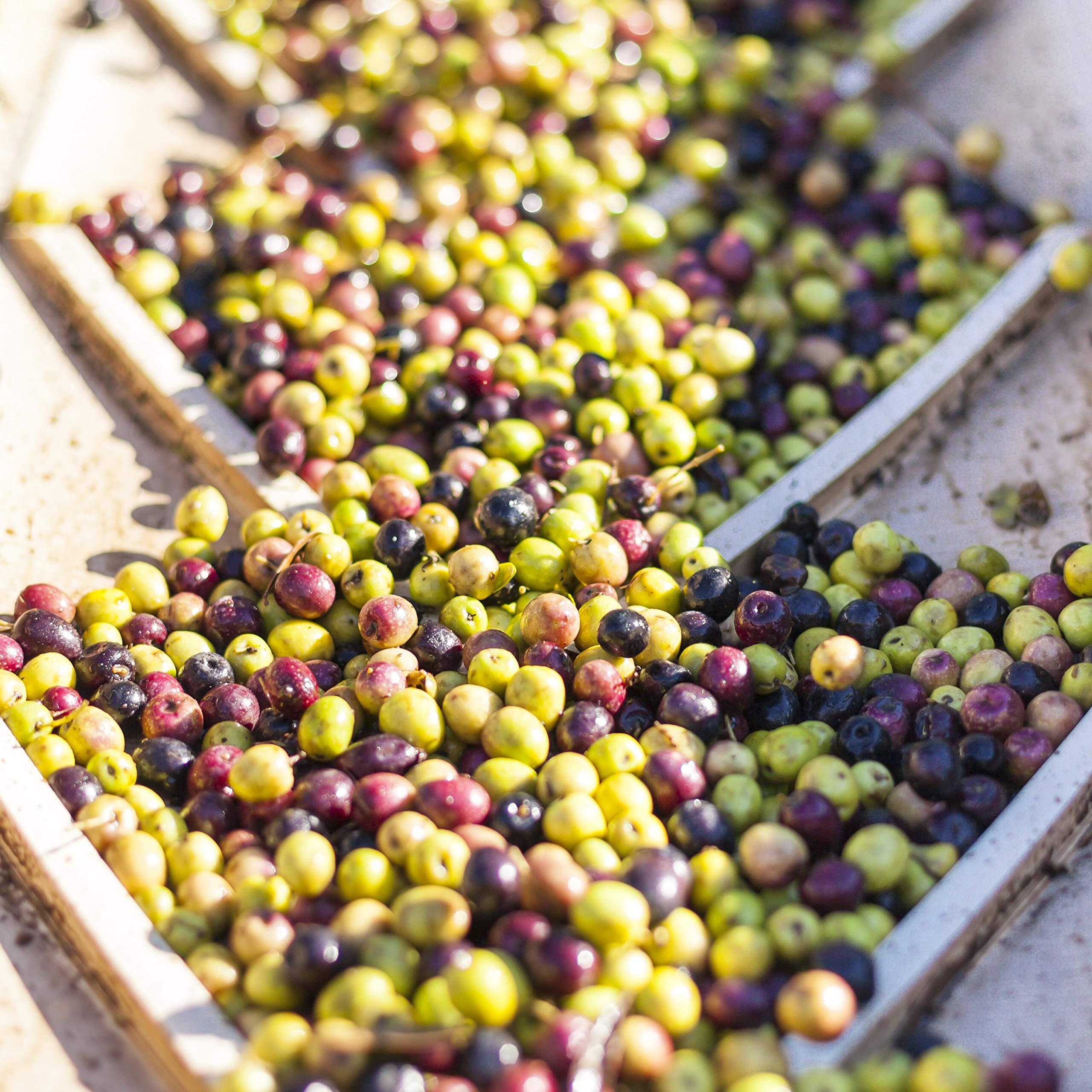 Lodi Frantoio Extra Virgin Olive Oil - Premium California Olive Oil - Gourmet Frantoio Olive Oil - Cooc Certified Cold Pressed Pure Olive Oil - Medium To High Intensity - 500 Ml