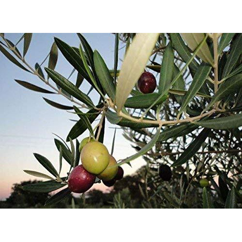 Texas Hill Country Olive Co Terra Verde Extra Virgin Olive Oil - Cold Pressed Evoo Gourmet Olive Oil - Rich & Fruity - Perfect For Finishing & Dressing - Award Winning & Made In Texas (16.9 Oz)