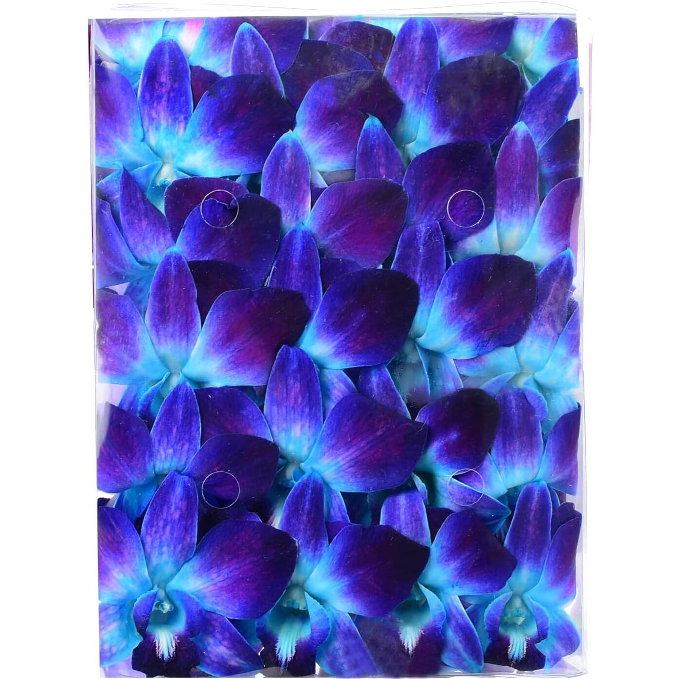 Miami Fresh Orchid Flower Orchidclub Usa Sunne Tropical Loose Bloom Diy Lei, Food & Drink Decoration (50 Blue)