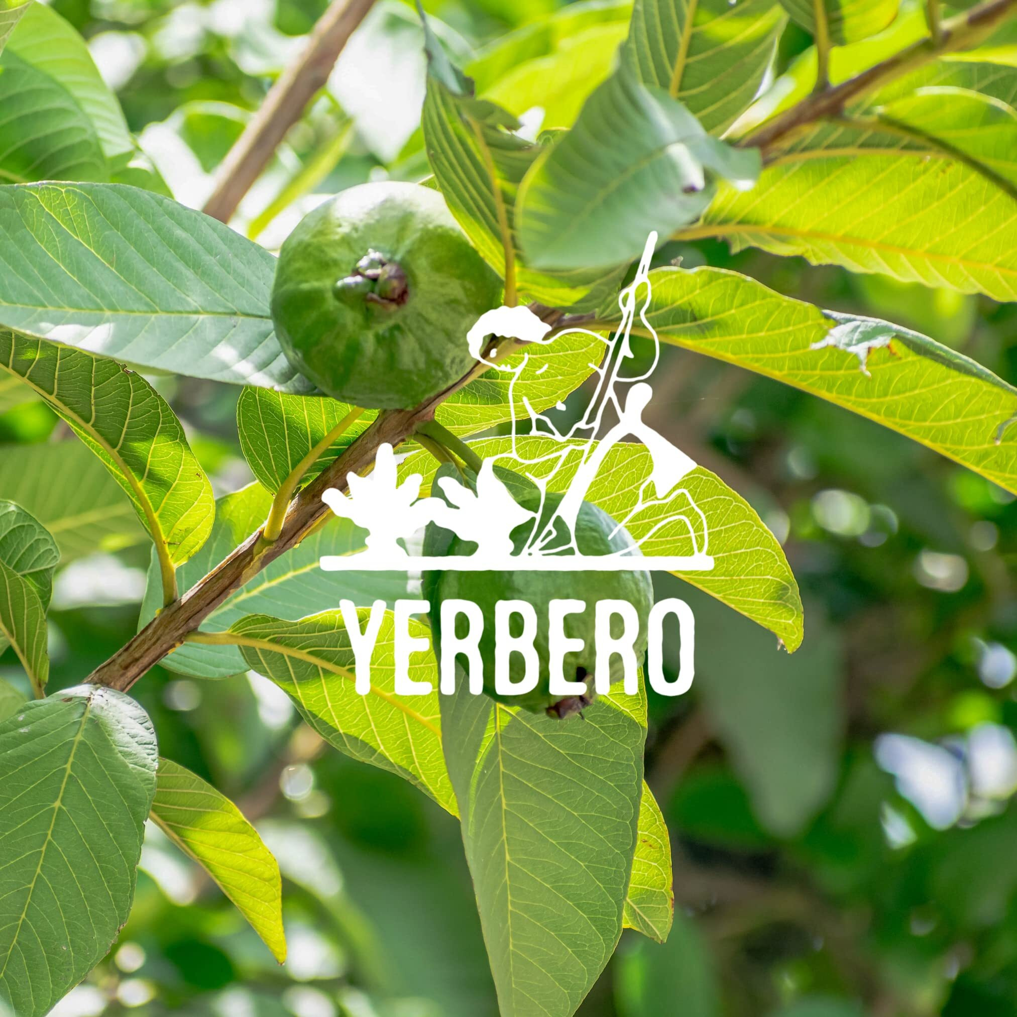 Yerbero - Whole Guava Leaf 4Oz (113G) Herbal Tea (Te Hojas De Guayaba Enteras) | Makes 40+ Cups | Crafted By Nature100% All Natural Fresh Loose Tea | Non-Gmo | Gluten-Free.