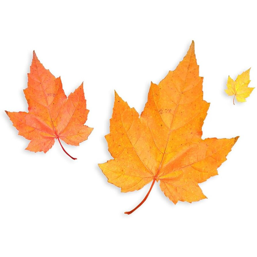Maple Flavoring For Baking - Water Soluble Flavor For Baking And Cooking - Non-Gmo - Gluten Free - Kosher - Vegan - 4 Ounces