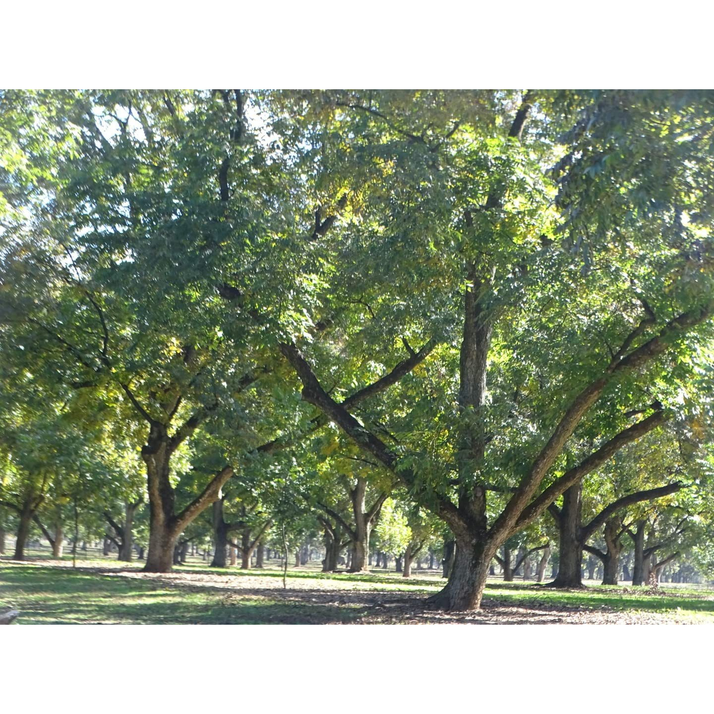 In-Shell Georgia Pecans 5 Lb