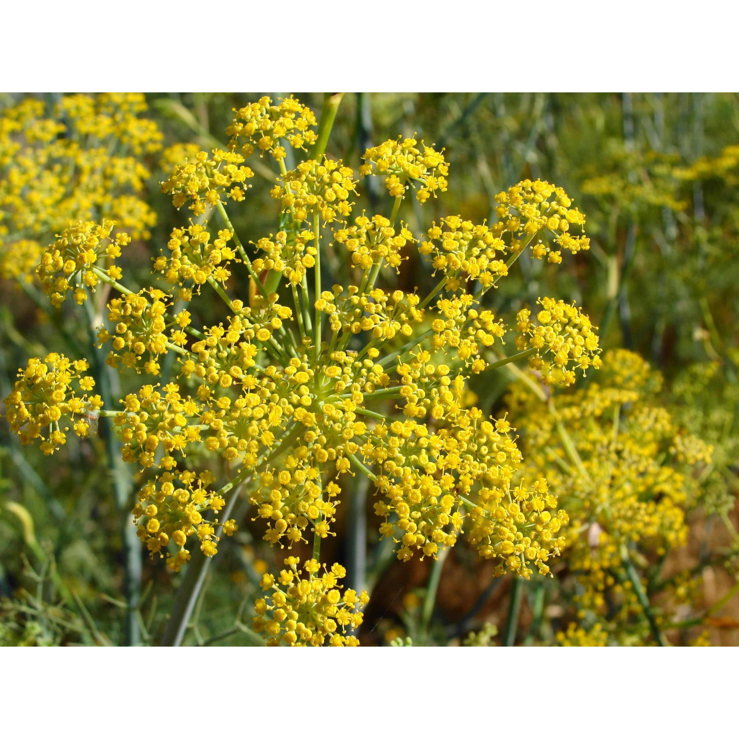 Pollen Ranch's Organic Fennel Pollen Spice, Perfect For Cooking And Seasoning With Fennel Flavor, Made From Premium Organic Fennel Flowers - 0.5 Oz. Tin