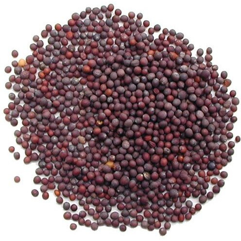 Pride Of India | Black Mustard Seed 10 Oz (283 Gm) Medium Dual Sifter Bottle | Gourmet & Vegan Indian Spice | Pungent/Spicy Flavor | Dry Seasoning | Gluten Free & Non-Bioengineered | Easy To Use