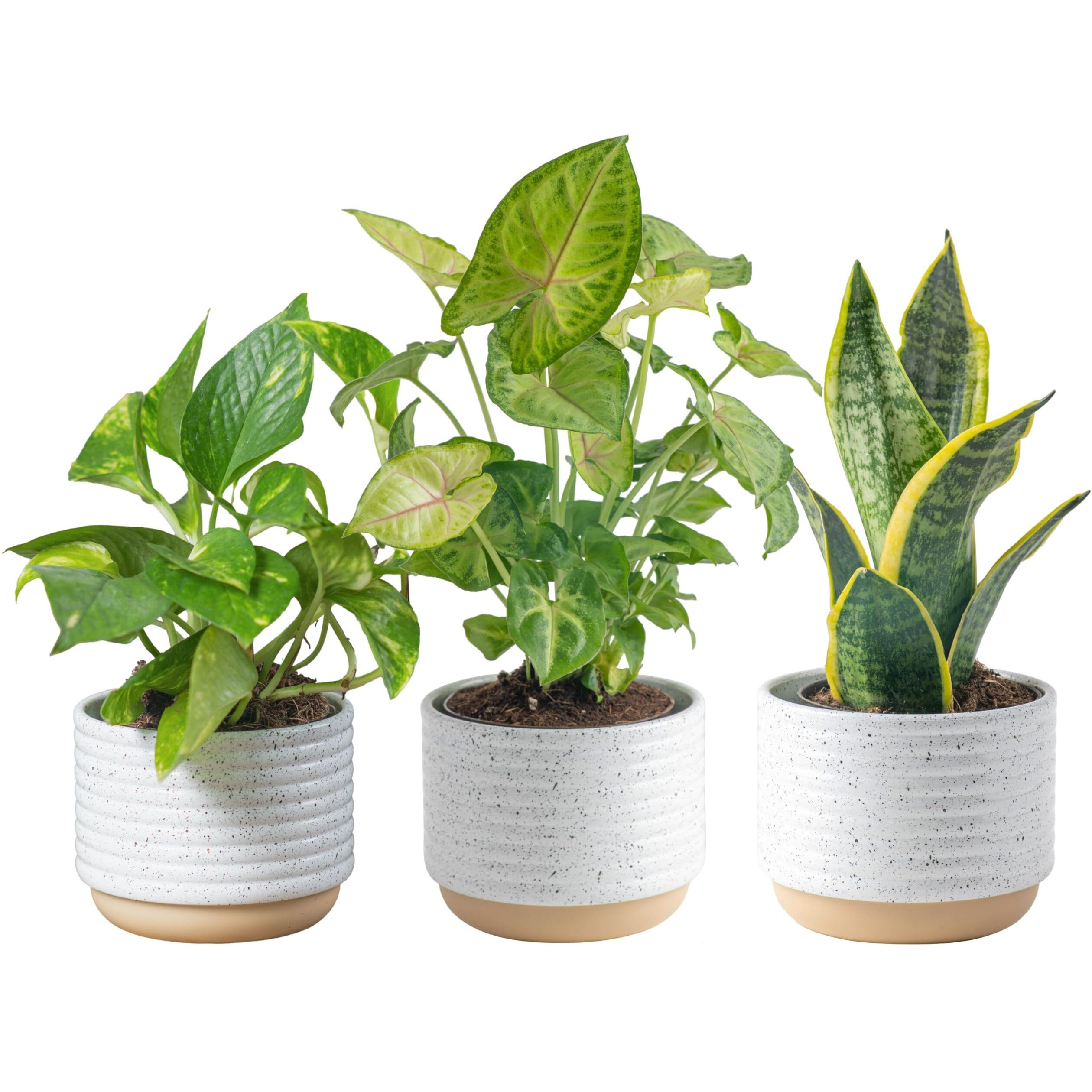 Costa Farms Live Plants (3 Pack), Easy To Grow Real Indoor Houseplants, Air Purifying Plants, Grower's Choice In Home D  Cor Indoors Plant Pots, New House Gift Or Room D  Cor