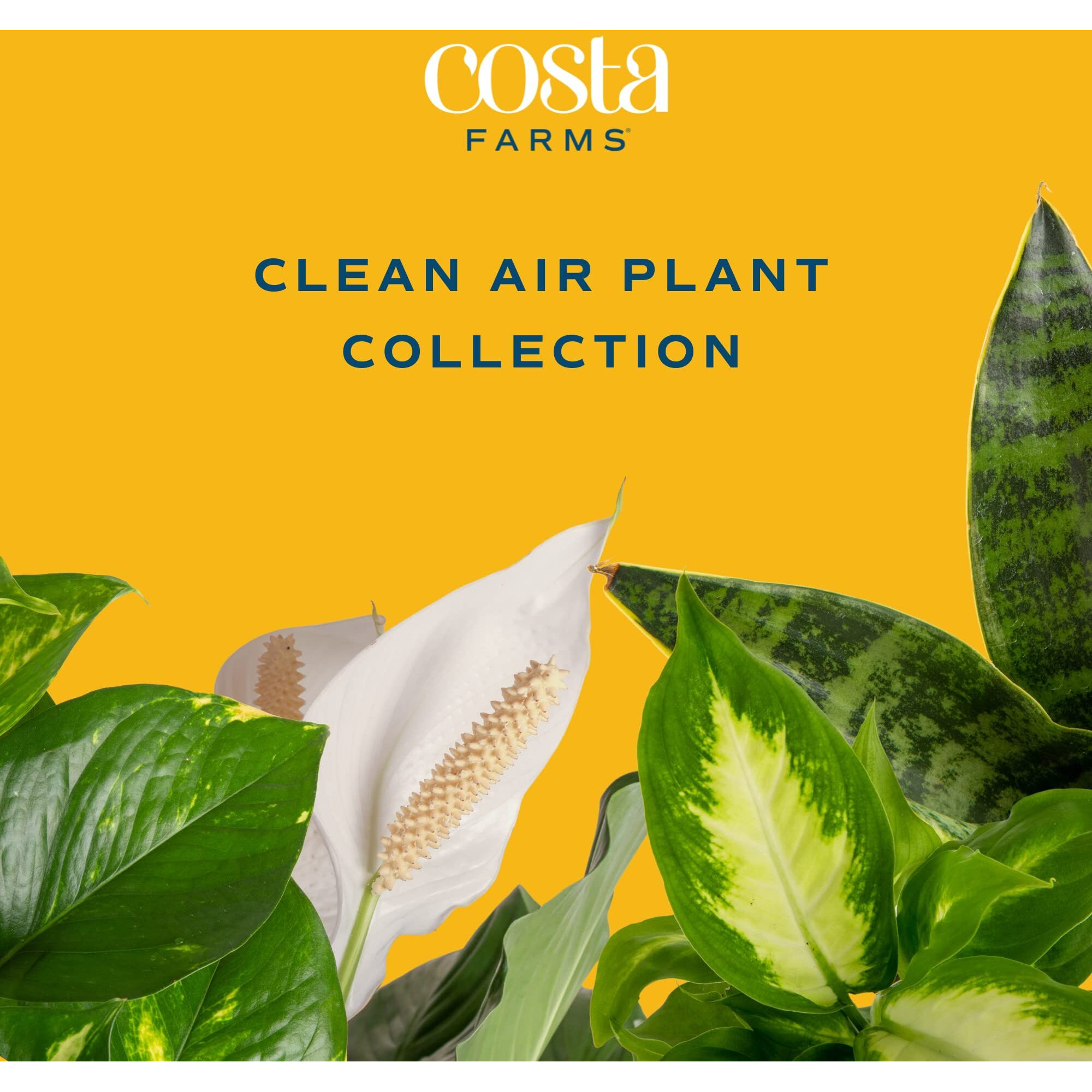 Costa Farms Live Plants (3 Pack), Easy To Grow Real Indoor Houseplants, Air Purifying Plants, Grower's Choice In Home D  Cor Indoors Plant Pots, New House Gift Or Room D  Cor