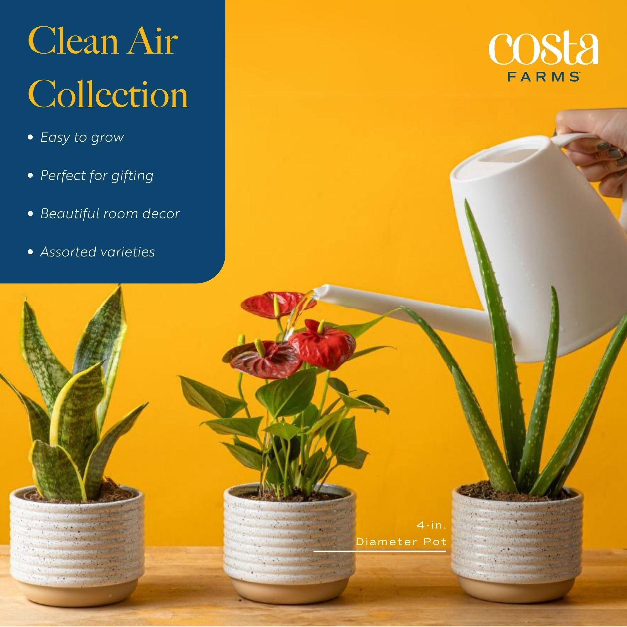 Costa Farms Live Plants (3 Pack), Easy To Grow Real Indoor Houseplants, Air Purifying Plants, Grower's Choice In Home D  Cor Indoors Plant Pots, New House Gift Or Room D  Cor