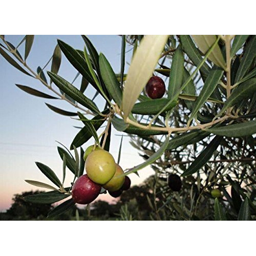 Texas Hill Country Olive Co Garlic Infused Olive Oil - Cold Pressed Gourmet Evoo Olive Oil - Great For Dressing Dipping Marinade - No Artificial Flavors Or Added Sugar - Made In Texas (8.5 Oz)