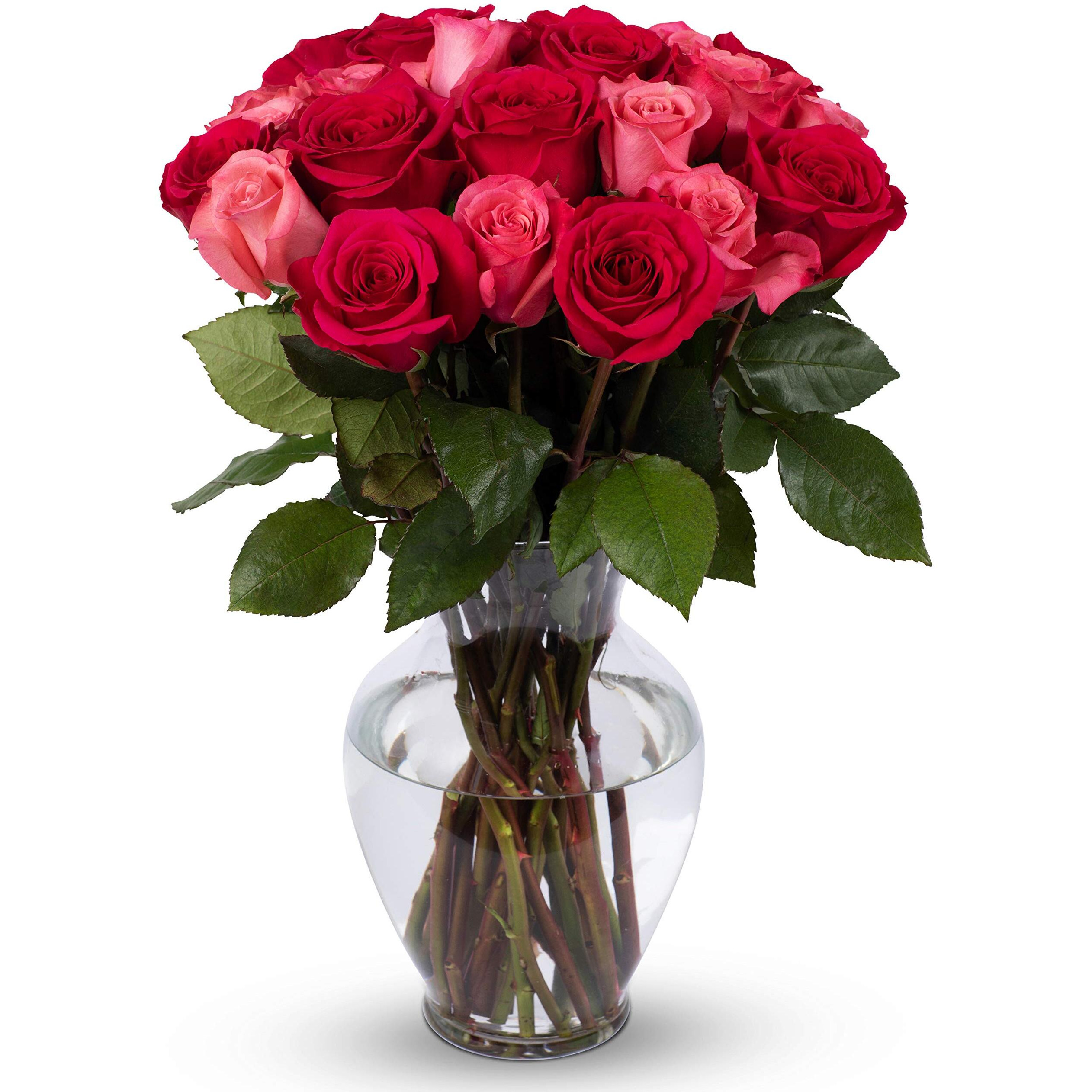 Benchmark Bouquets - 24 Stem Premium Blushing Beauty Roses (Glass Vase Included) - Flowers For Delivery - Gift For Graduation, Birthday, Anniversary, Sympathy, Get Well, Congratulations