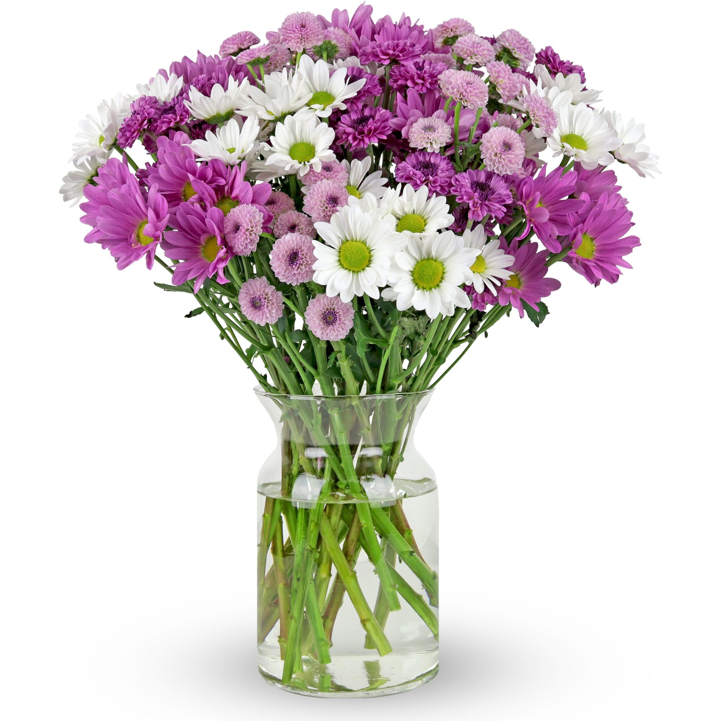 Benchmark Bouquets - 16 Stem Chrysanthemum Daisies (Glass Vase Included) - Fresh Flowers For Delivery - Gift For Graduation, Birthday, Anniversary, Sympathy, Get Well, Congratulations