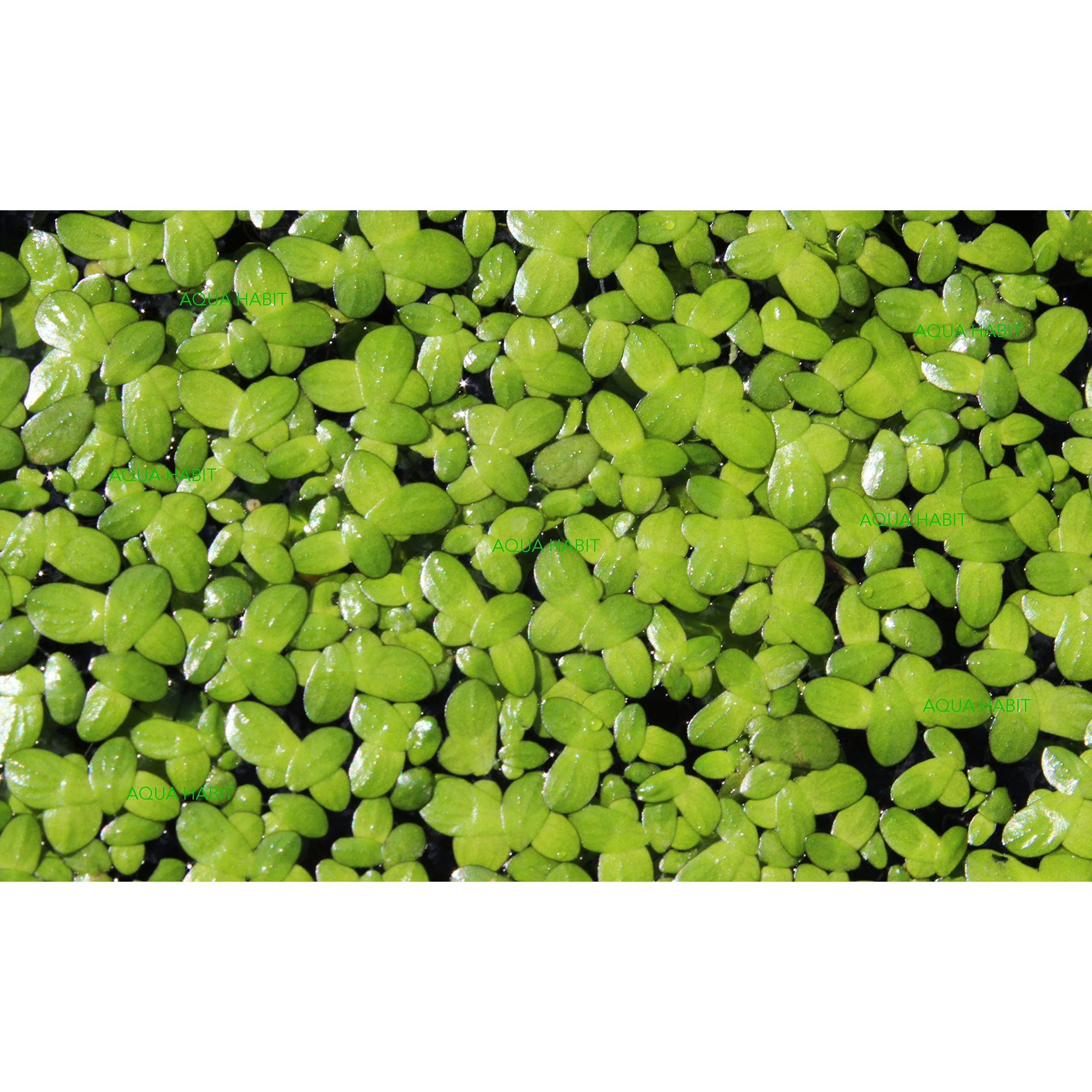 Duckweed (Lemna Minor) - 100/200/500 Live Plants (500) By Aqua Habit